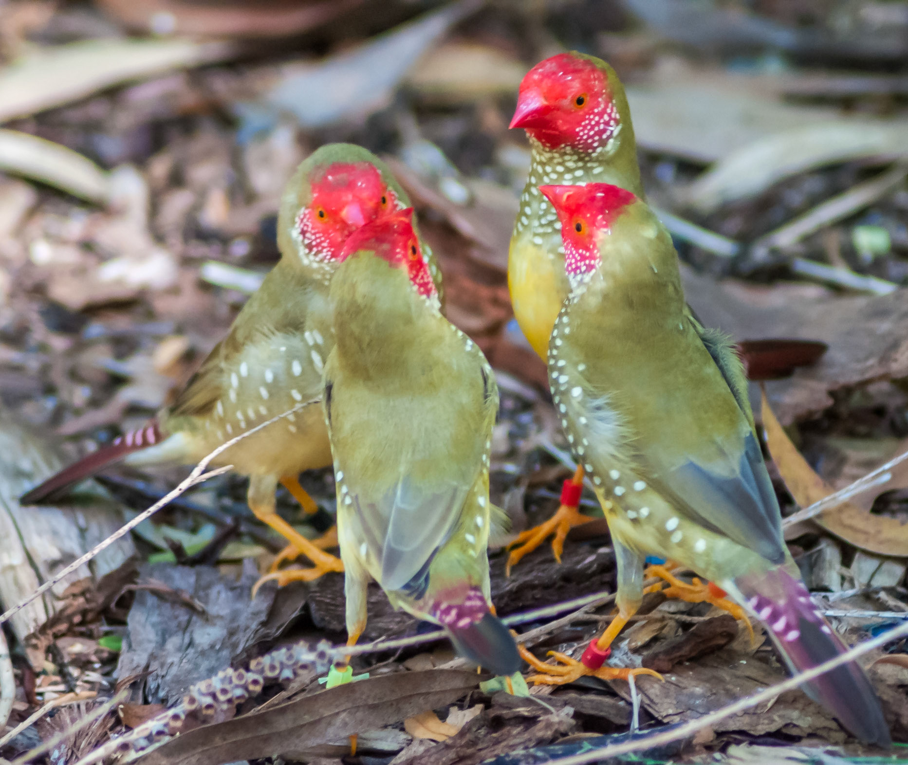 Star Finch - Healsville Sanctuary