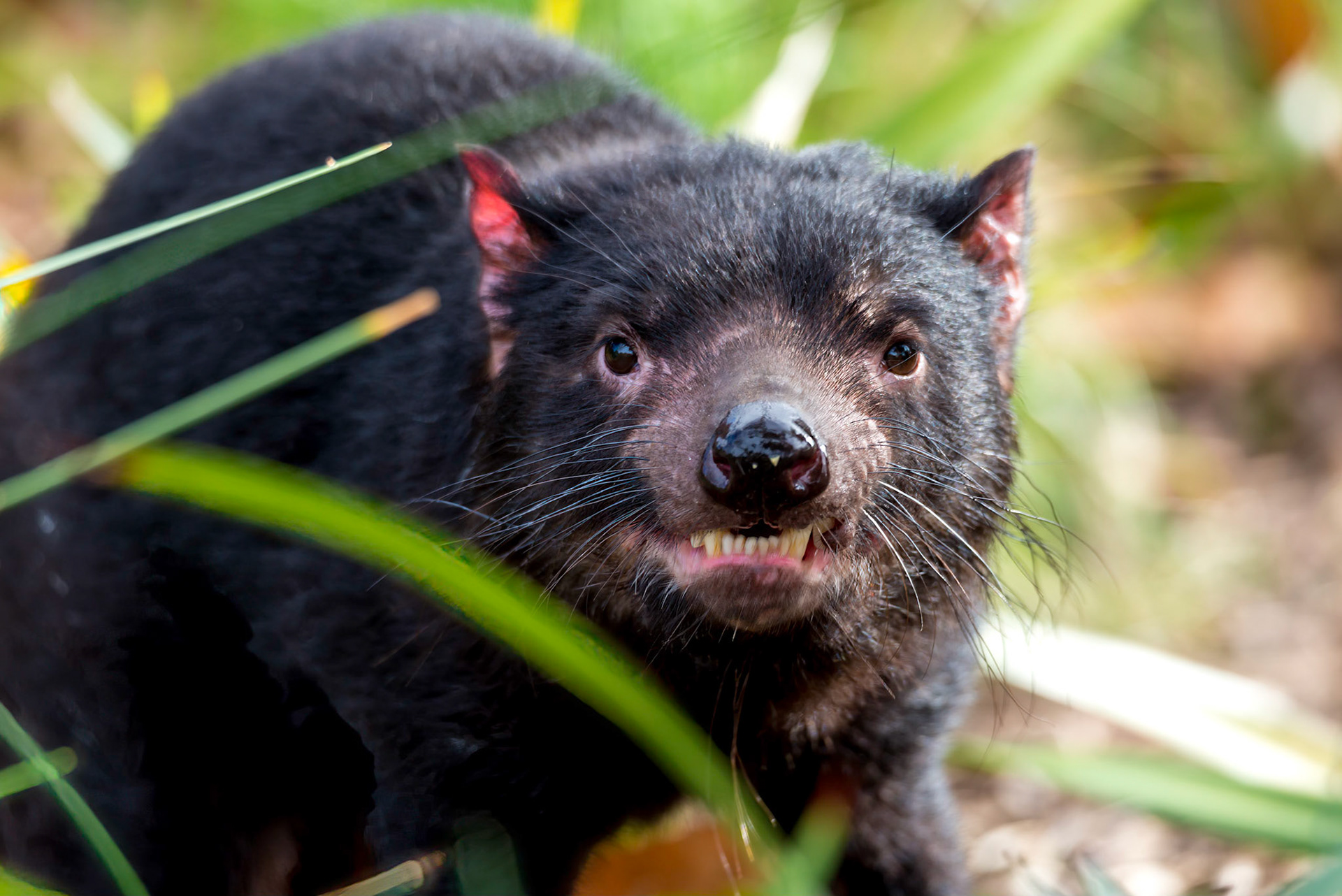 Tasmanian Devil - Melbourne Zoo