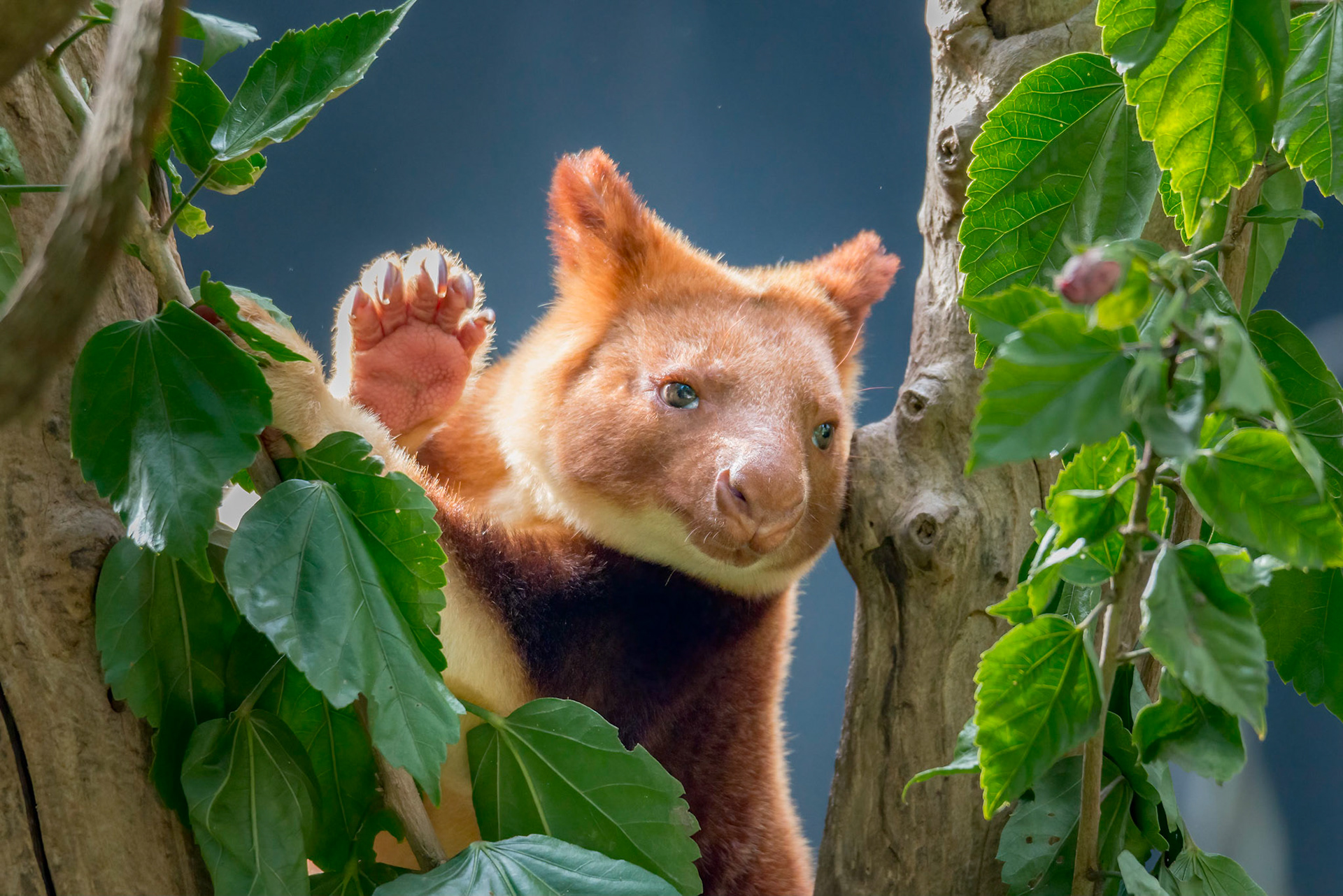 Goodfellow’s Tree Kangaroo - Taronga Zoo Sydney