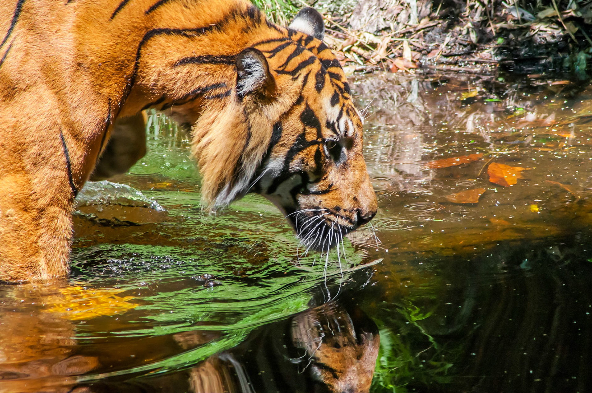 Sumatran Tiger - Melbourne Zoo