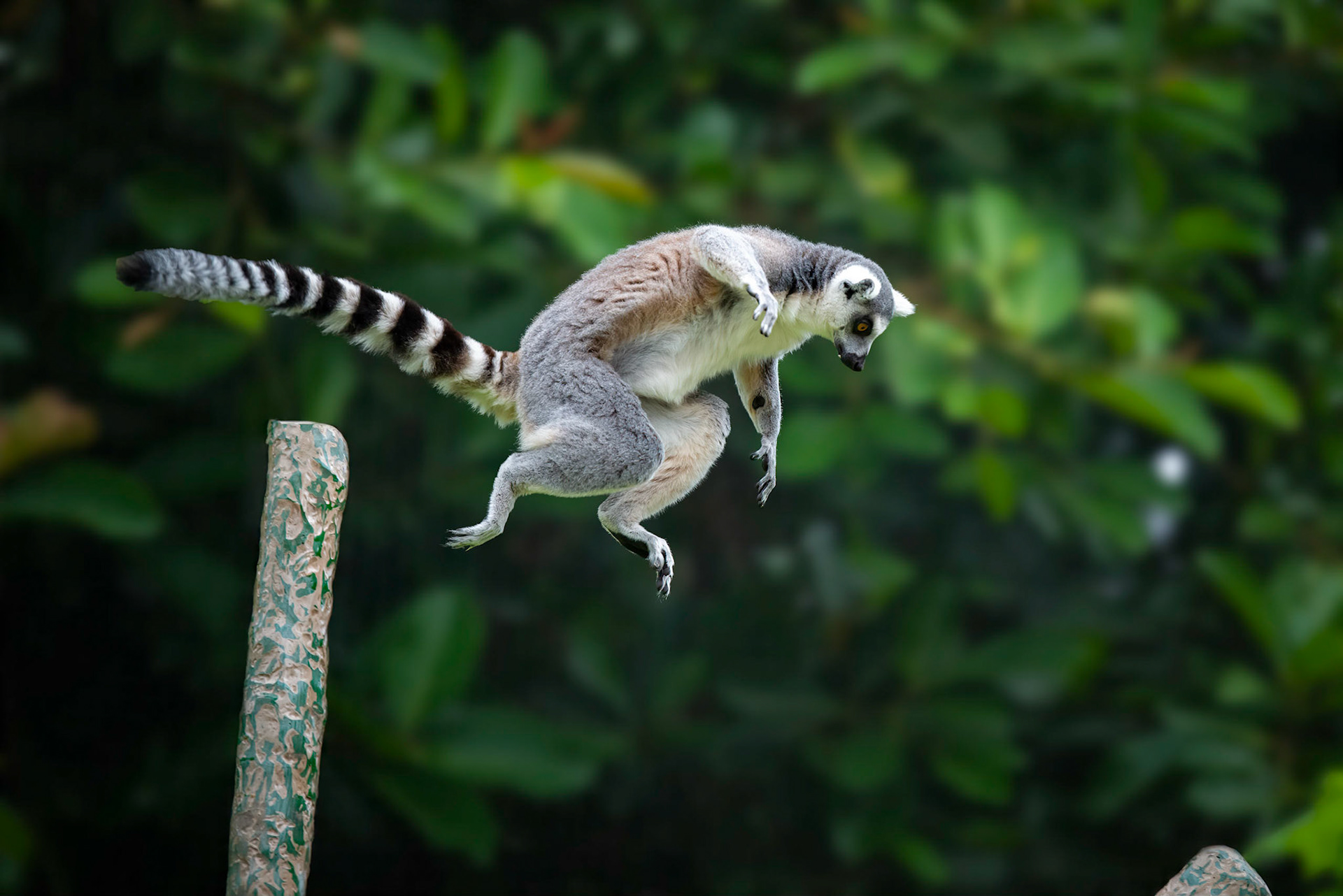 Ring-tailed lemur - Melbourne Zoo
