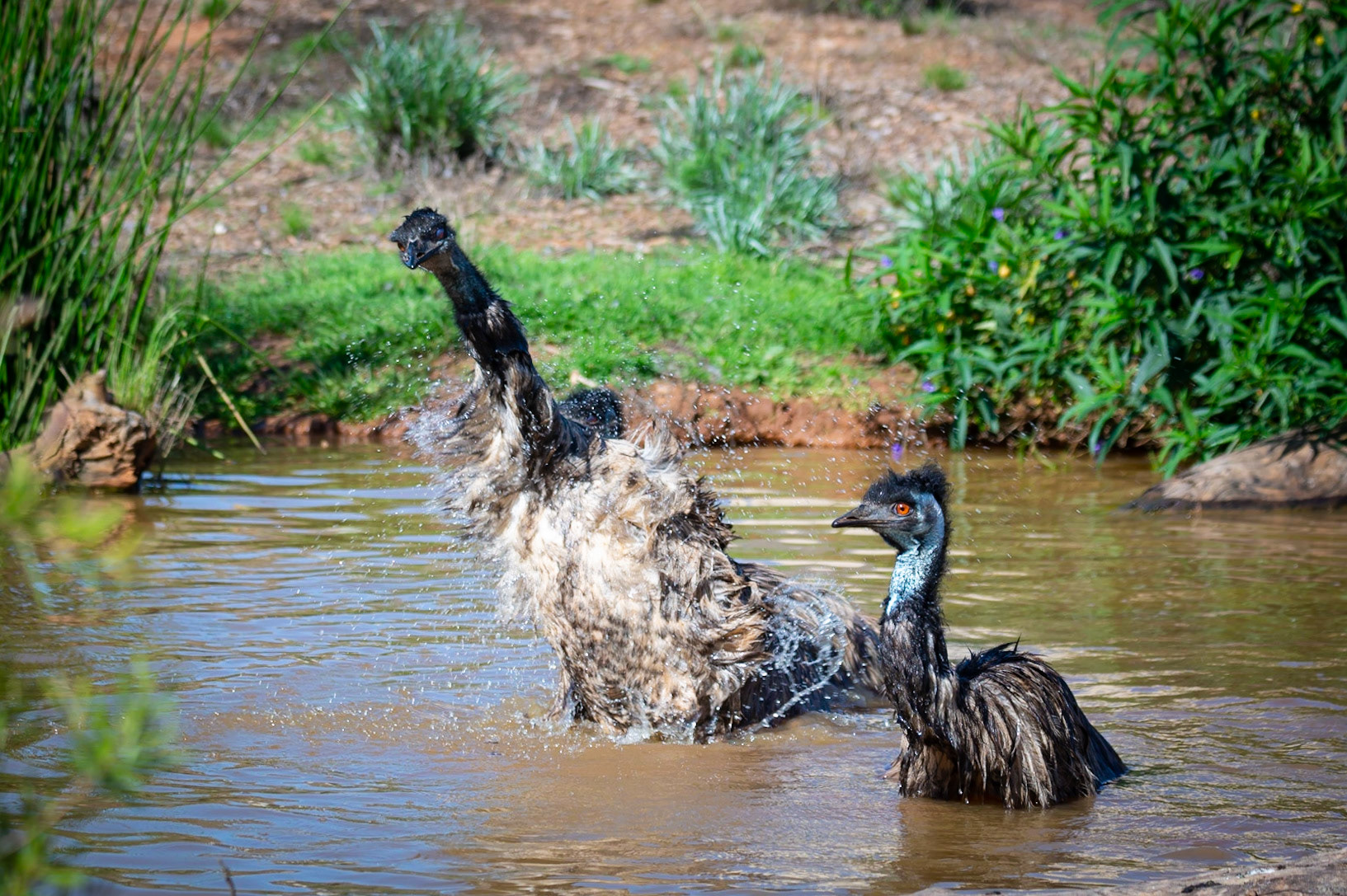 Emu - Werribee Open Range Zoo