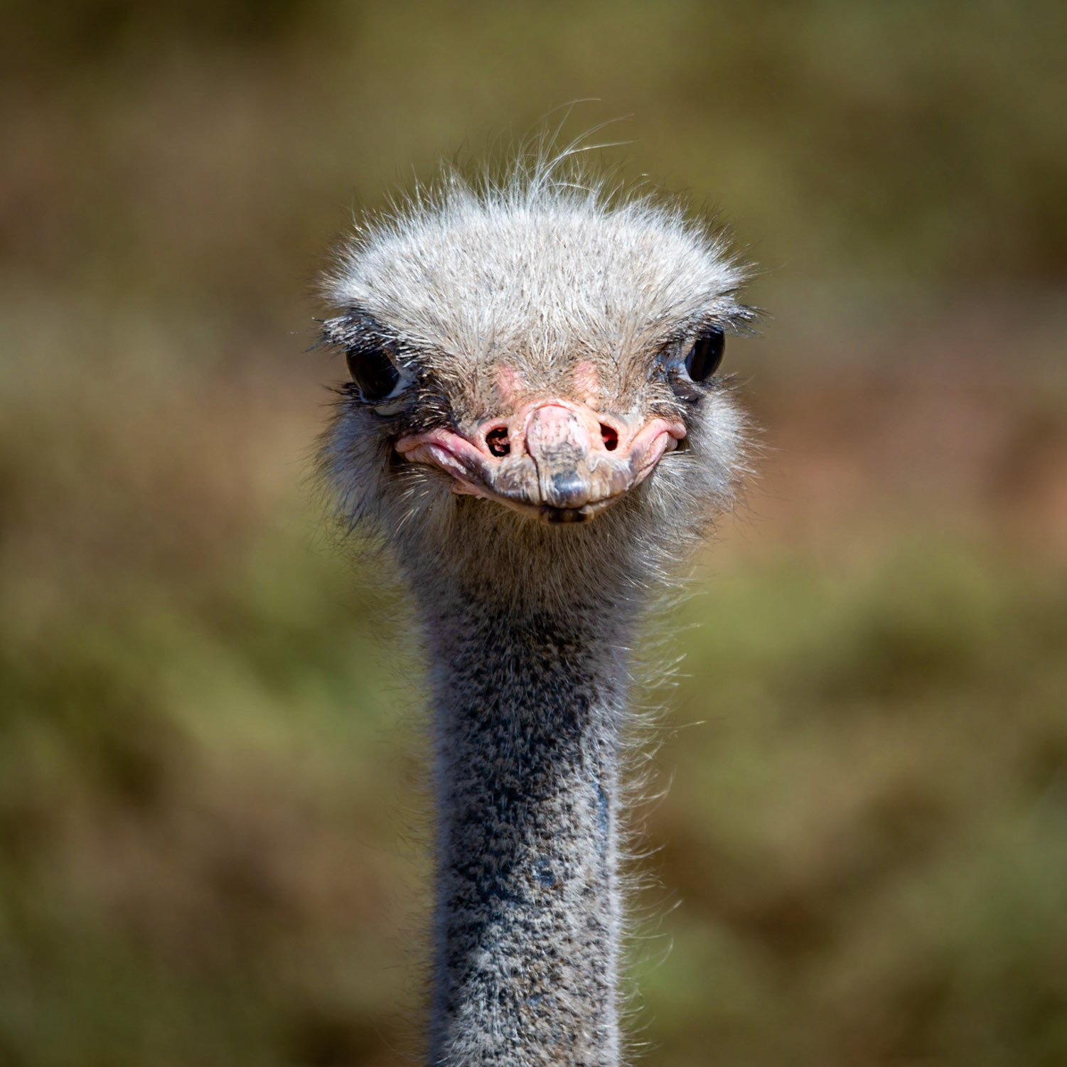 Ostrich - Werribee Open Range Zoo