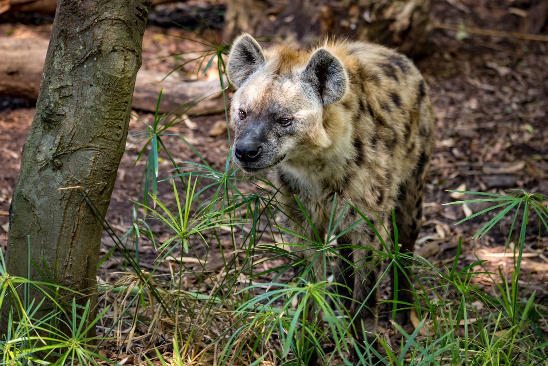 Hyena - Adelaide Zoo