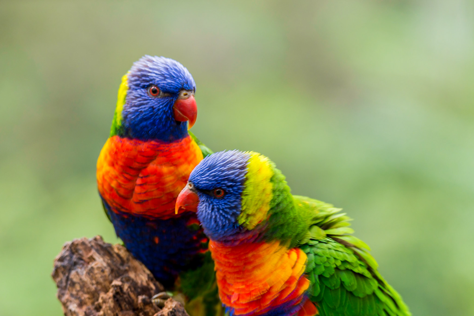 Rainbow Lorikeet - Healsville Sanctuary
