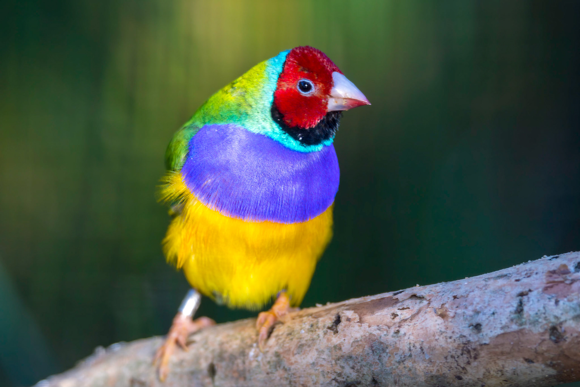 Gouldian Finch - Taronga Zoo Sydney
