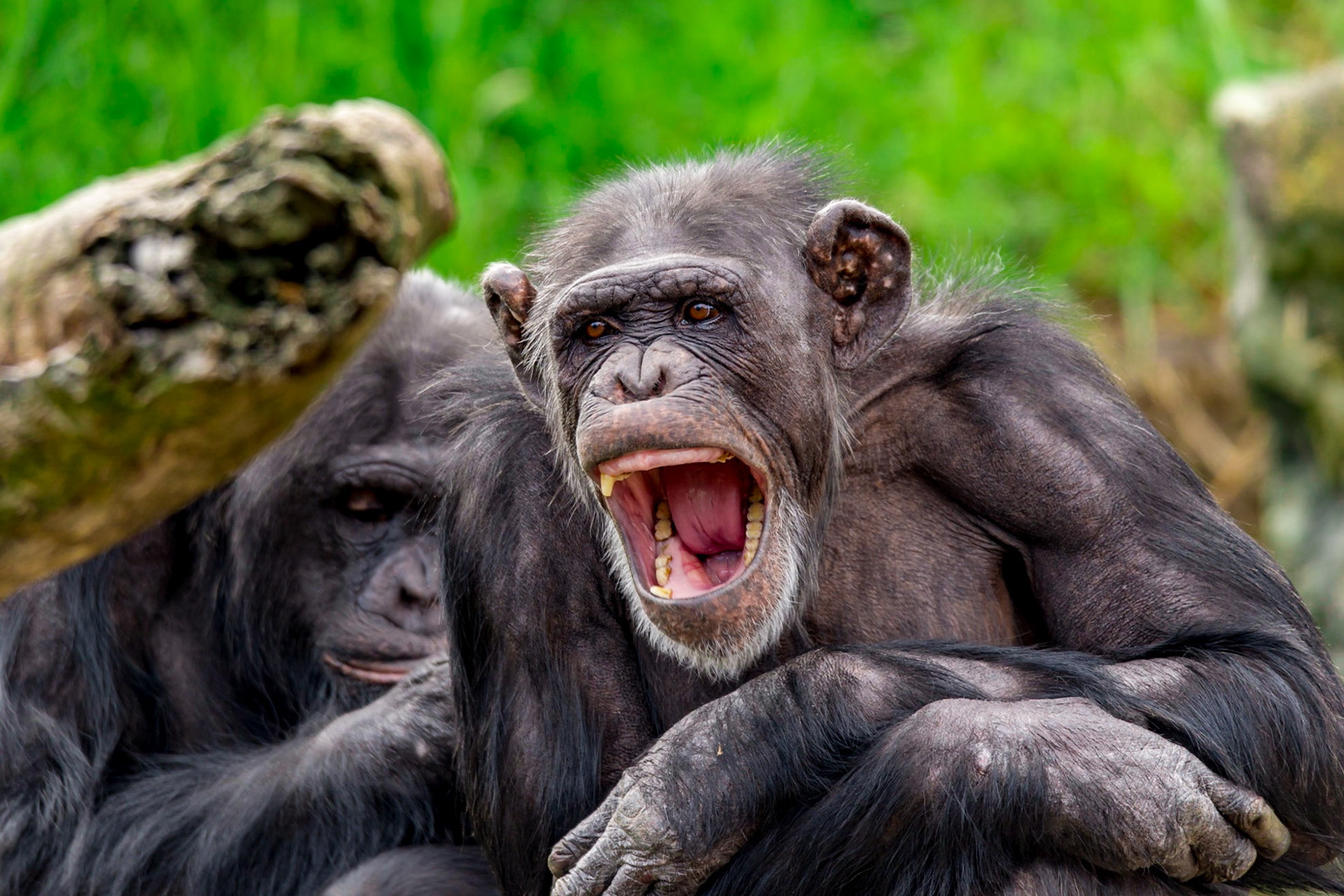 Chimpanzee - Taronga Zoo Sydney