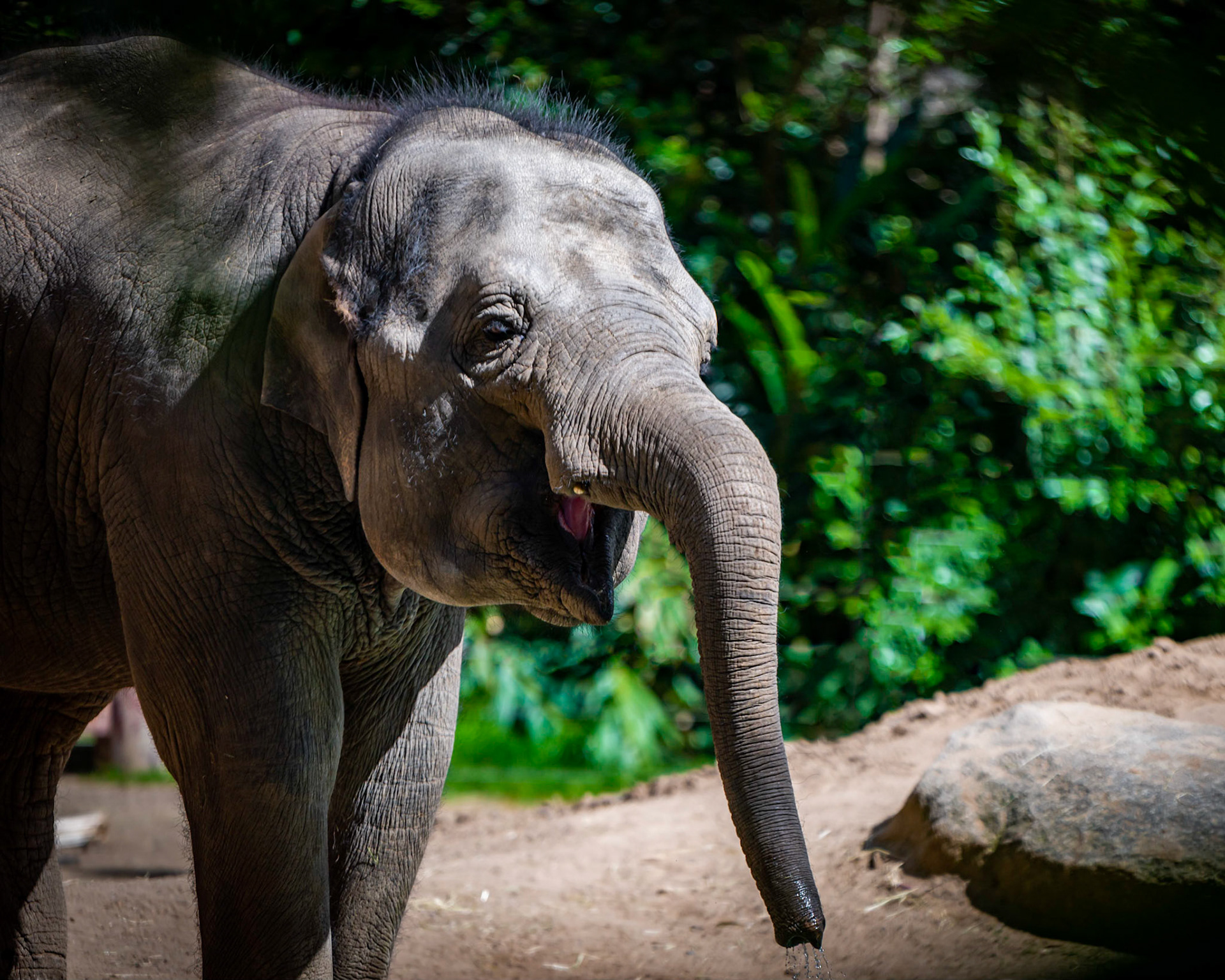 Asian Elephant - Melbourne Zoo