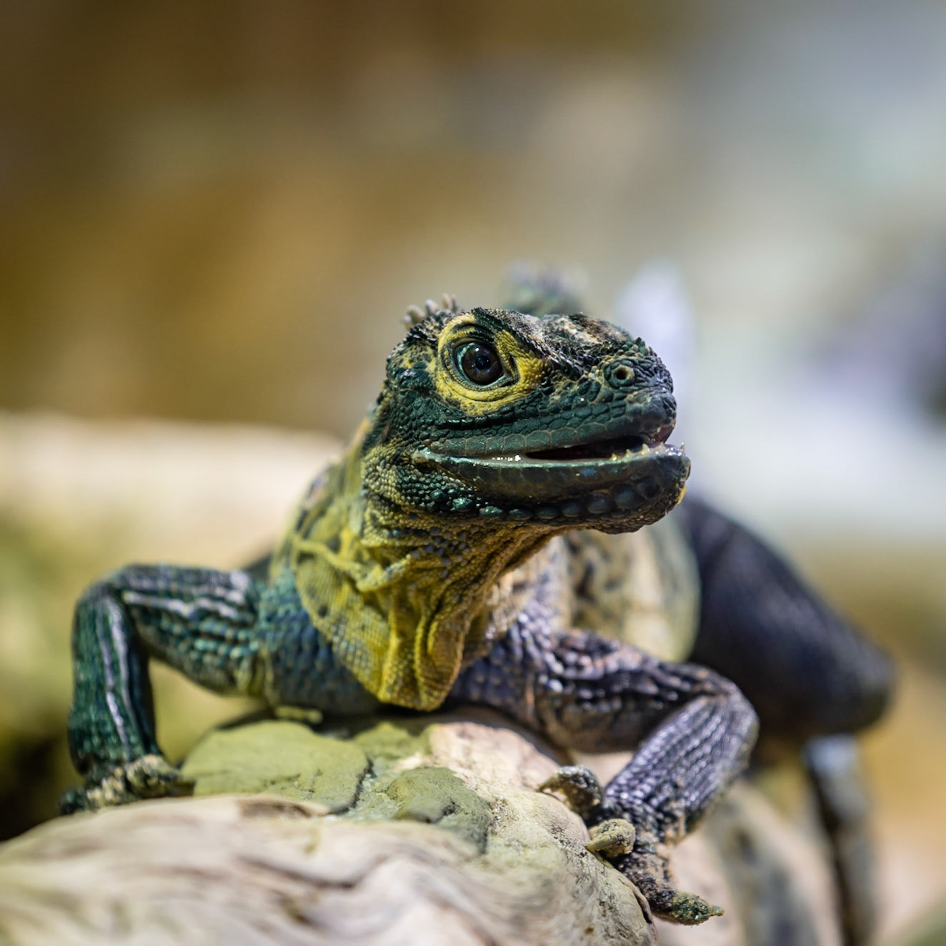 Water Dragon - Melbourne Zoo
