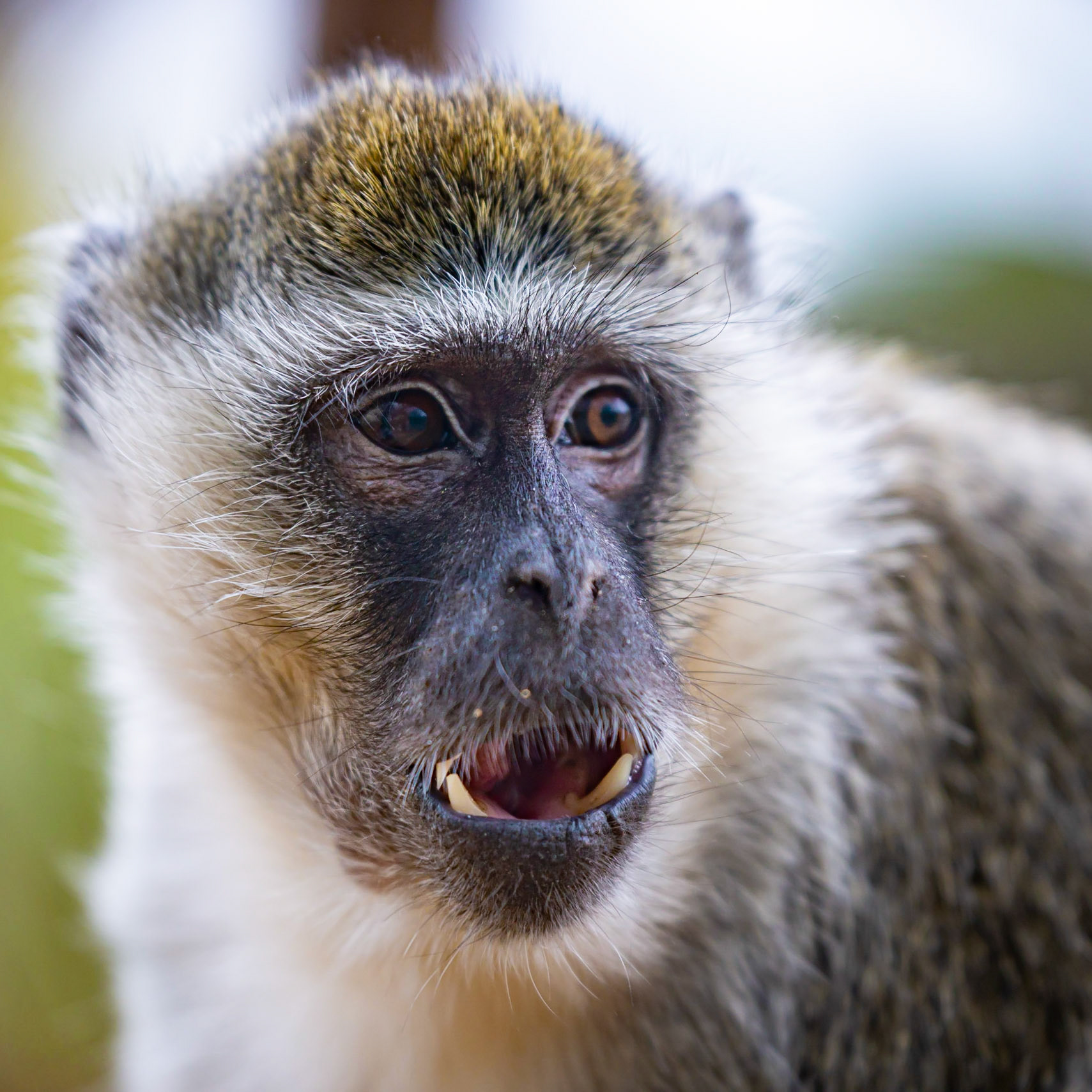 Vervet Monkey - Werribee Open Range Zoo