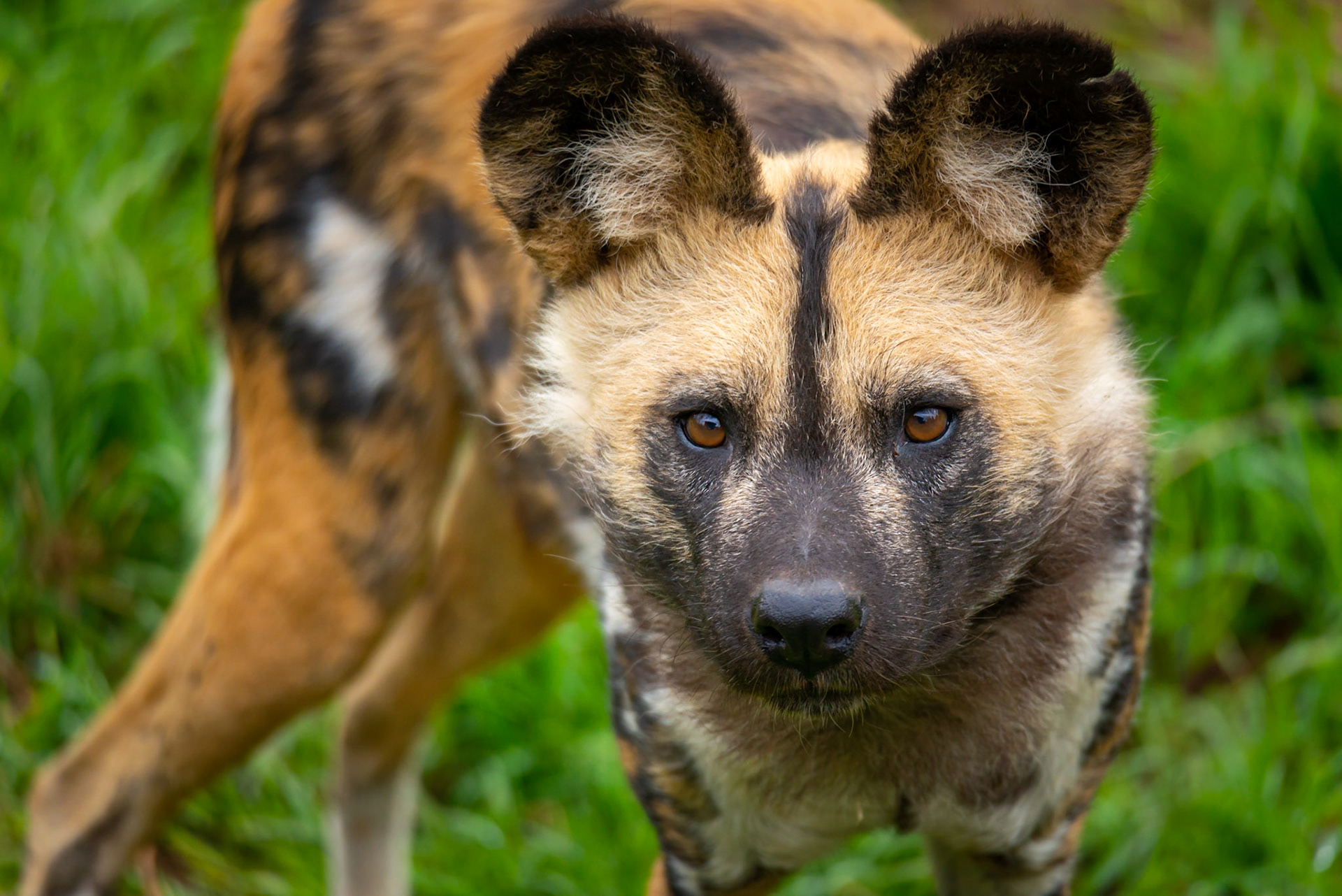 African Wild Dog - Werribee Open Range Zoo