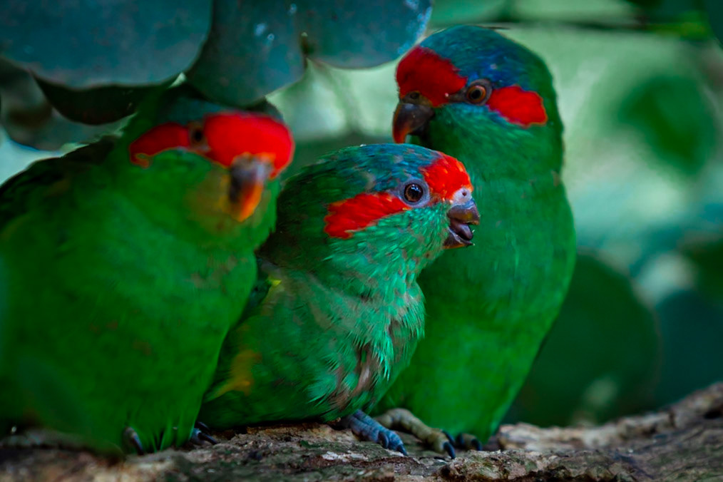 Musk Lorikeet - Healsville Sanctuary