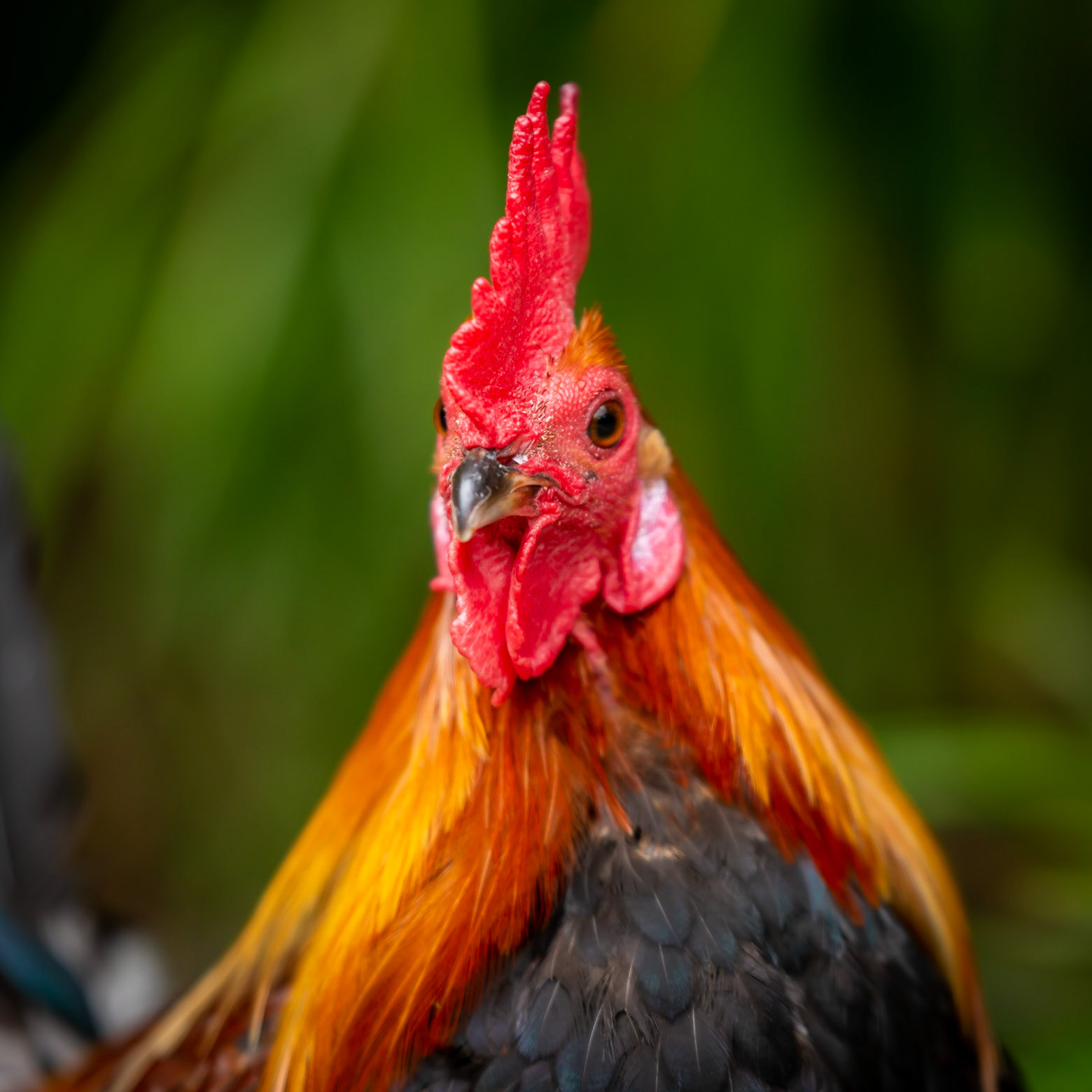 Chicken - Taronga Zoo Sydney