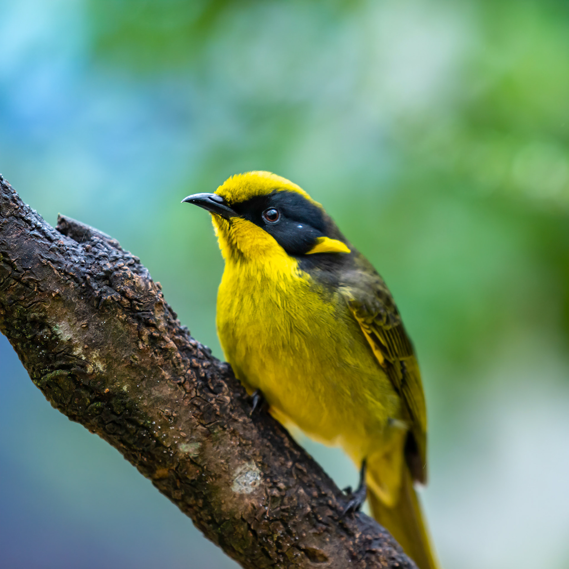 Helmeted Honeyeater - Healsville Sancturary