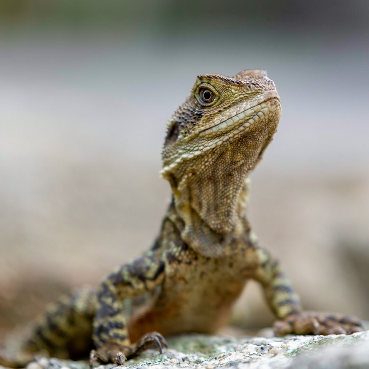 Eastern Water Dragon - Melbourne Zoo