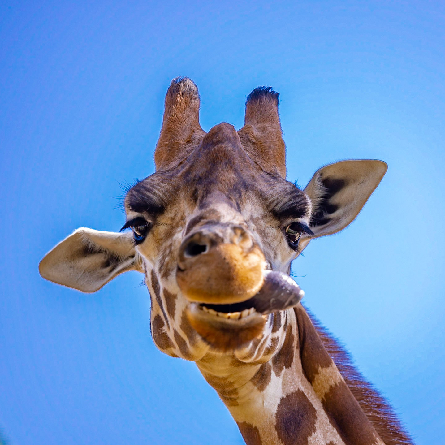 Giraffe - Melbourne Zoo