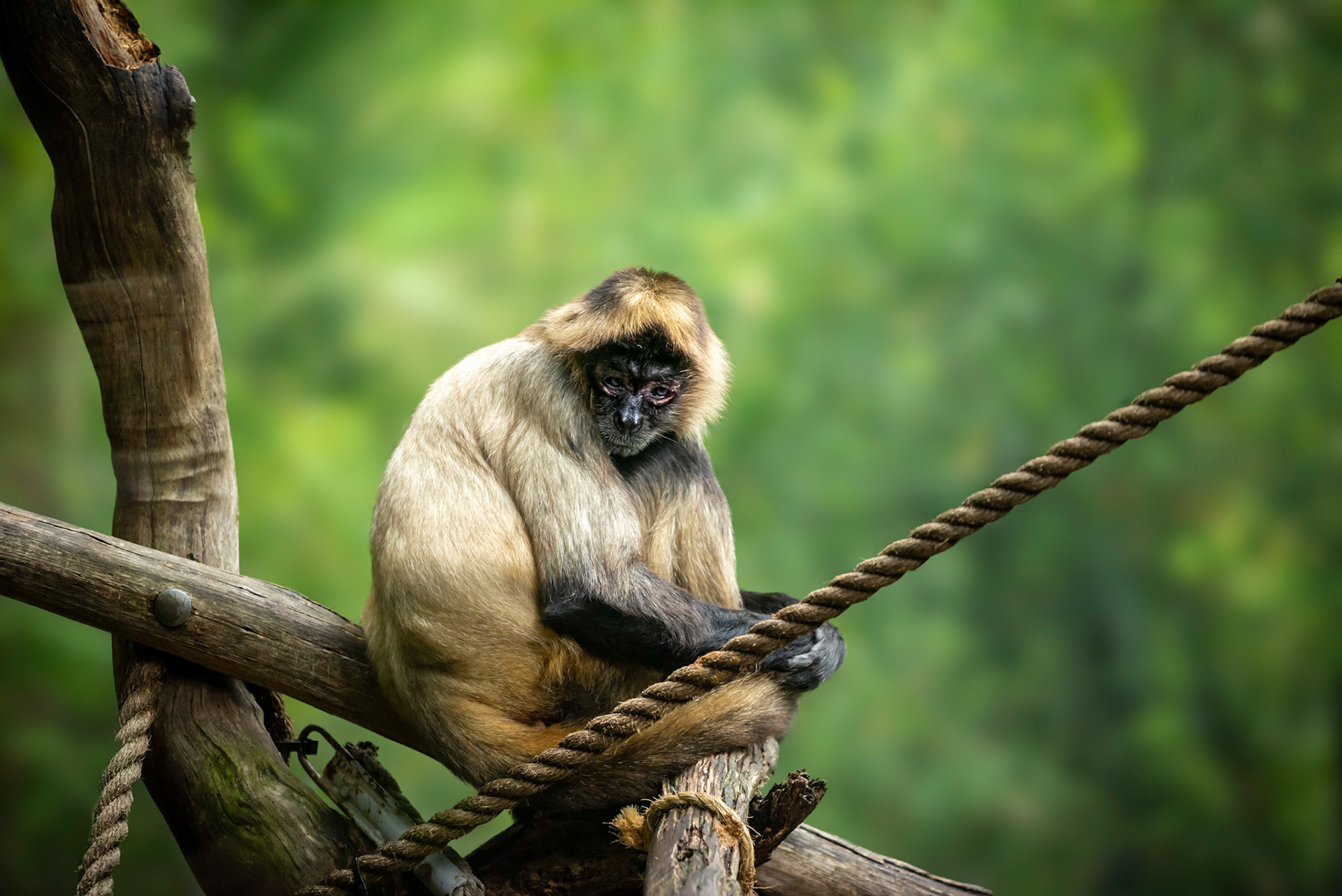 Spider Monkey - Melbourne Zoo