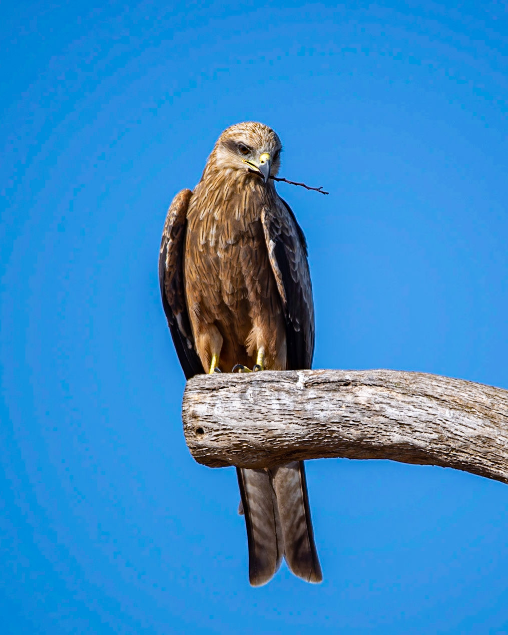Black Kite - Weribee Open Range Zoo