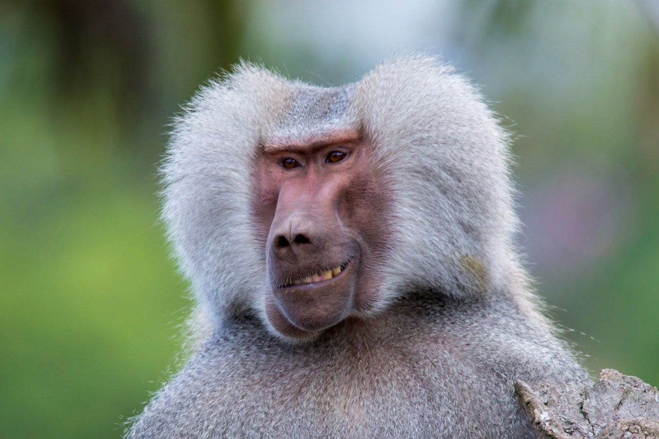 Hamadryas Baboon - Melbourne Zoo