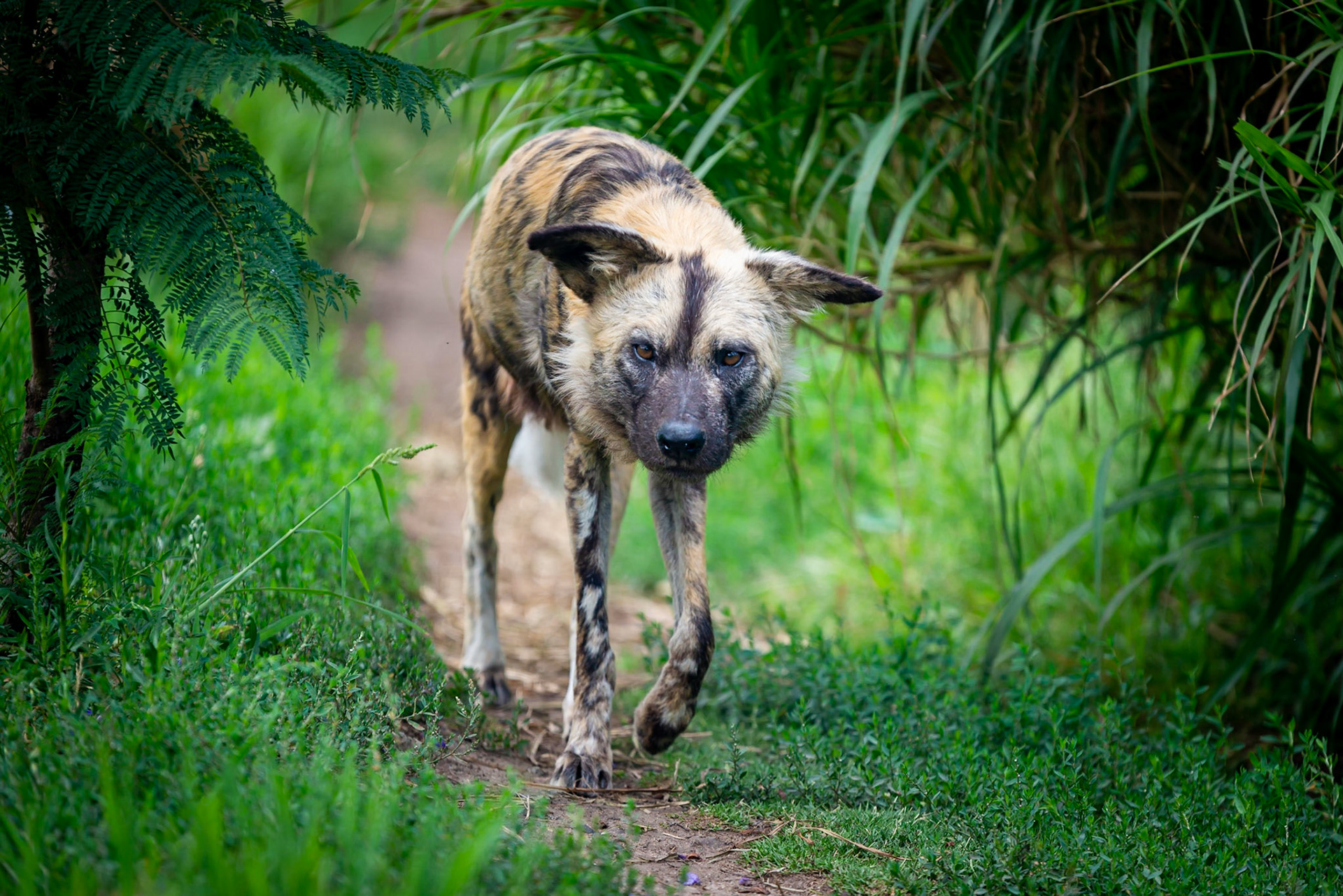 African Wild Dog - Melbourne Zoo