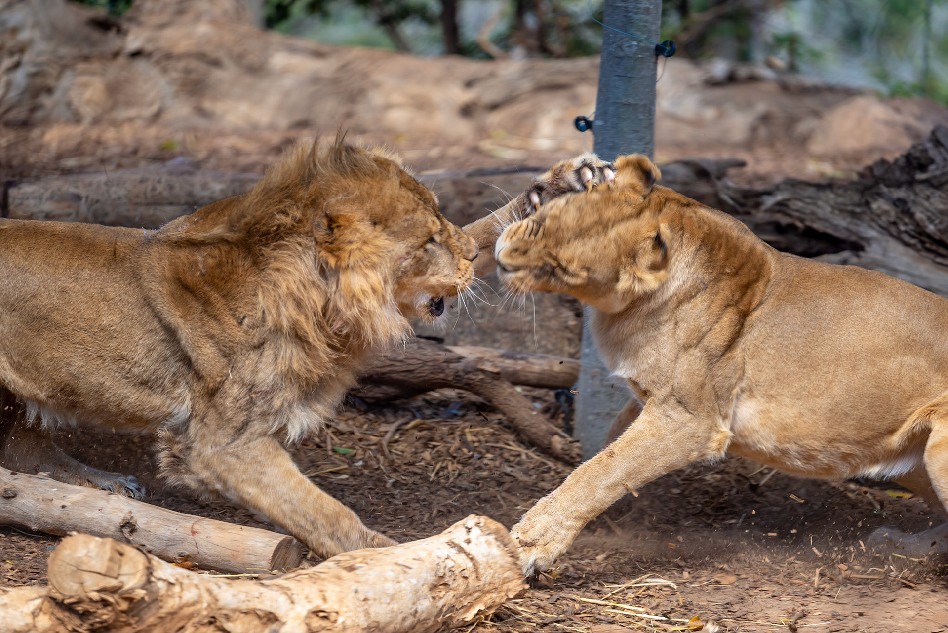 Lion - Werribee Open Range Zoo