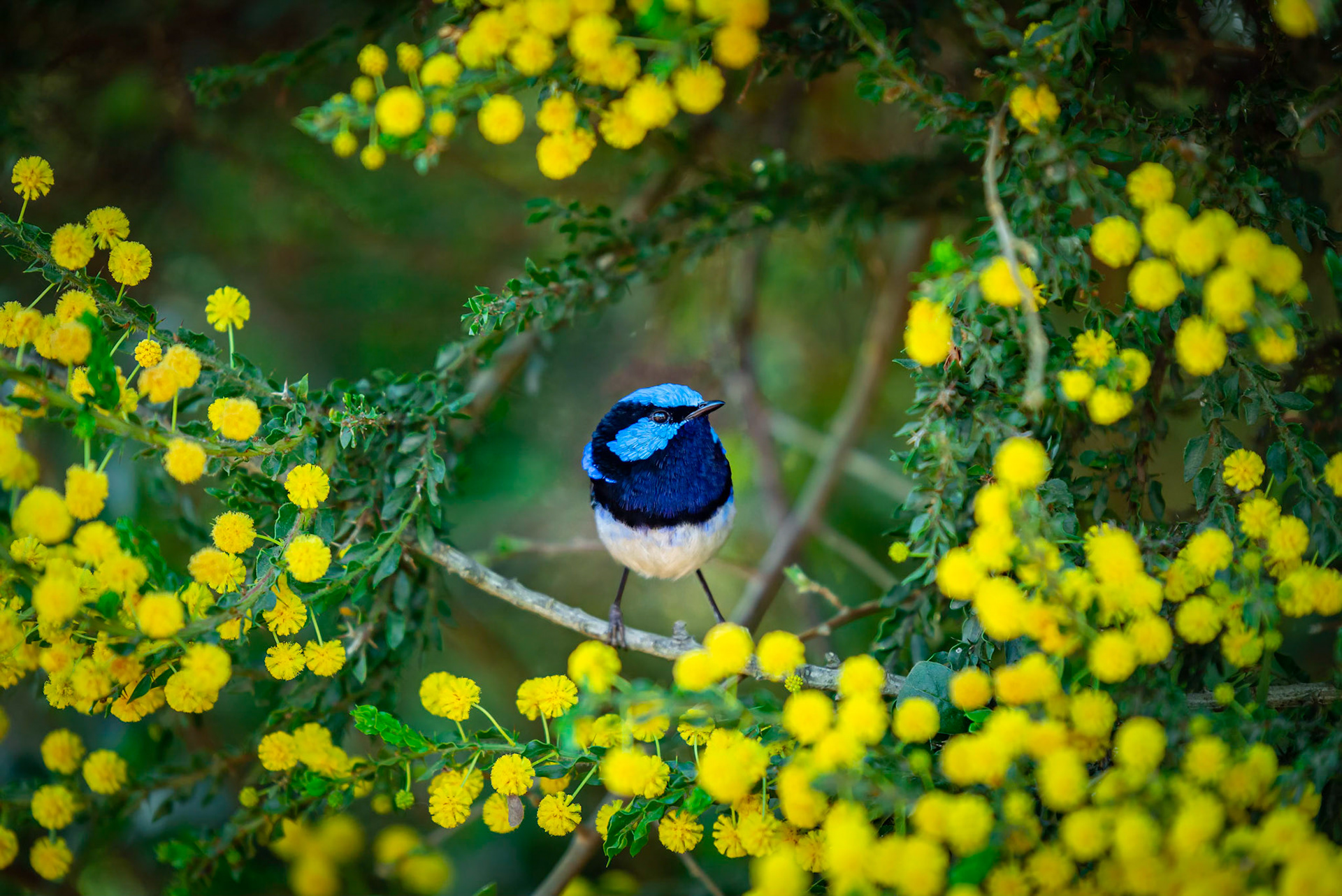 Supurb Fairy-Wren - Werribee Open Range Zoo
