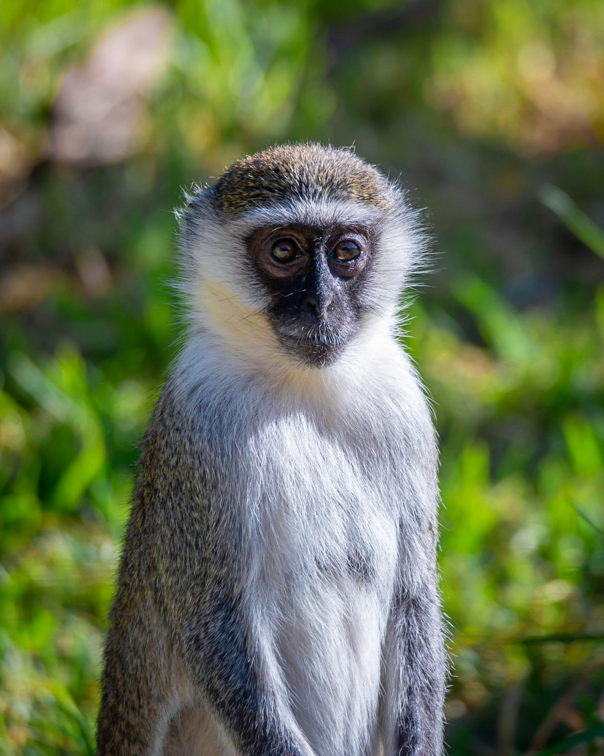 Vervet Monkey - Weribee Open Range Zoo
