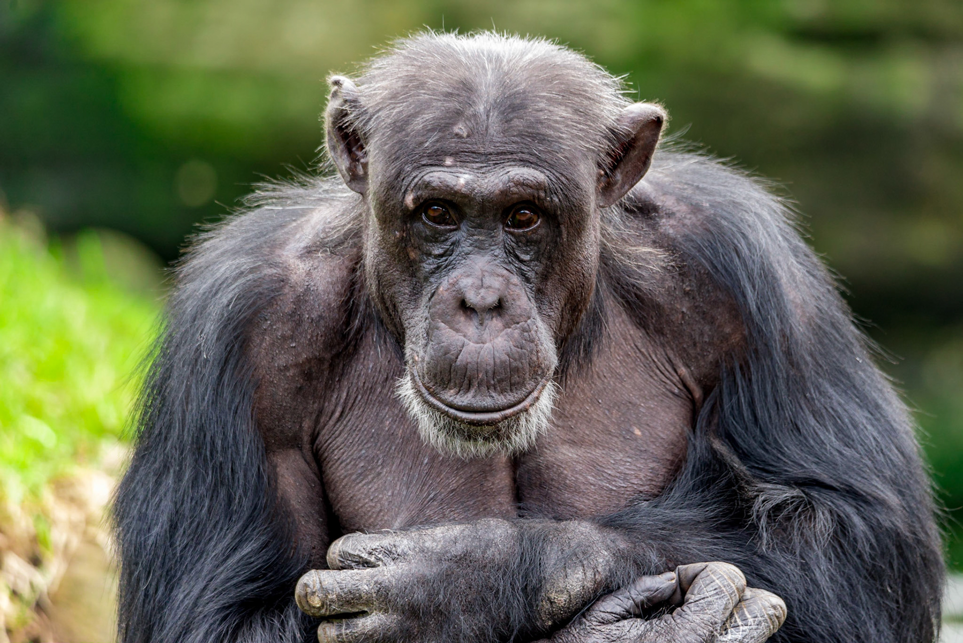 Chimpanzee - Taronga Zoo Sydney