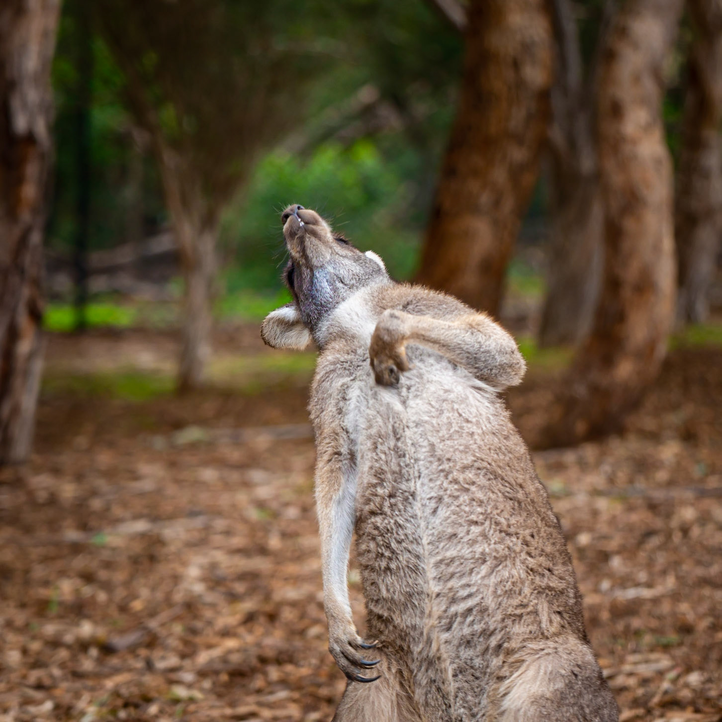 Eastern Grey Kangaroo - Werribee Open Range Zoo