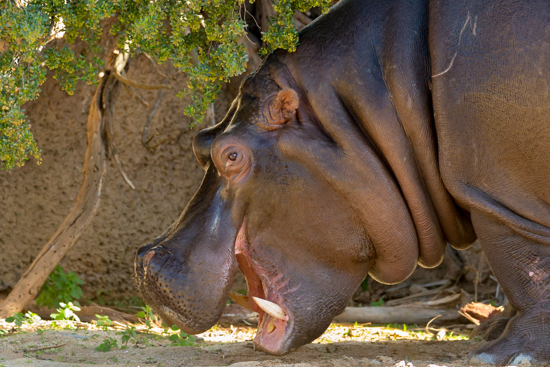 Hippopotomous - Werribee Open Range Zoo
