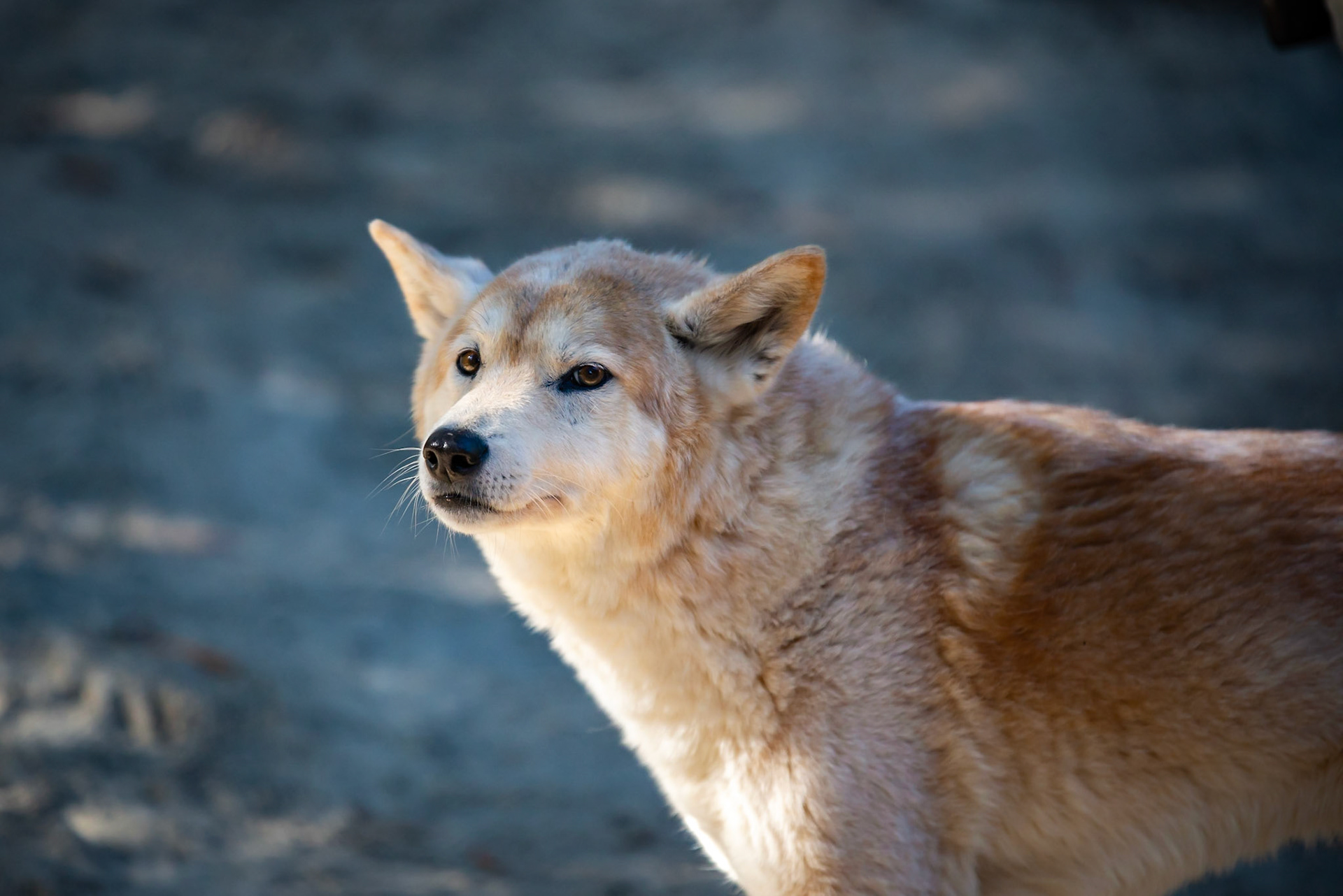 Dingo - Healsville Sancturary