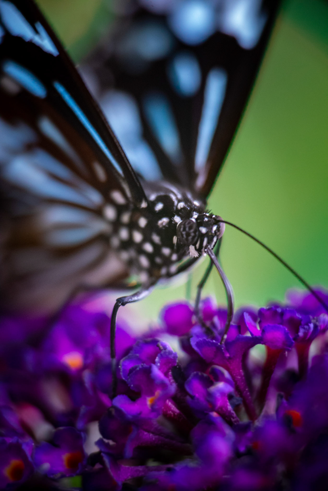 Blue Tiger Butterfly - Melbourne Zoo