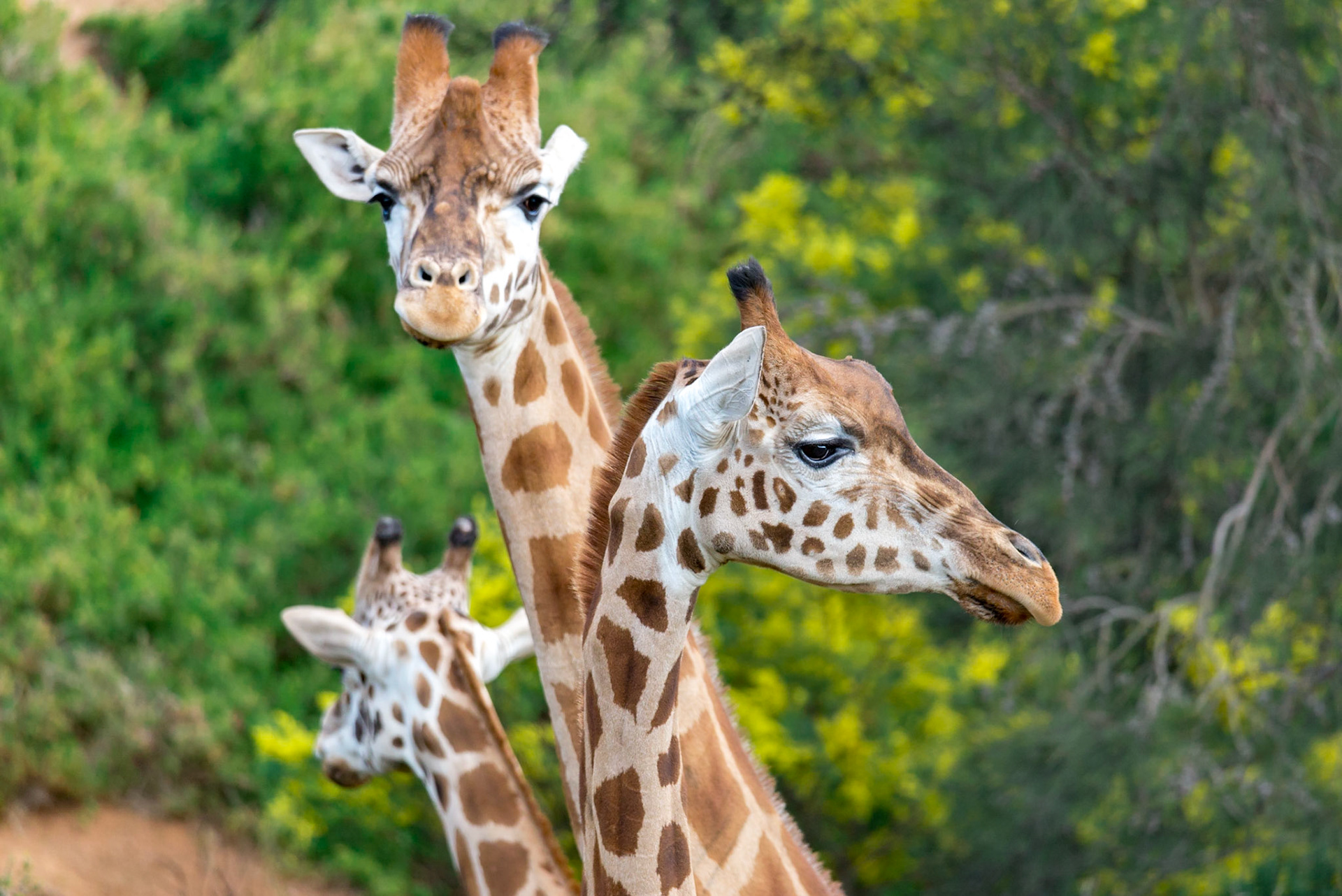 Giraffe - Werribee Open Range Zoo