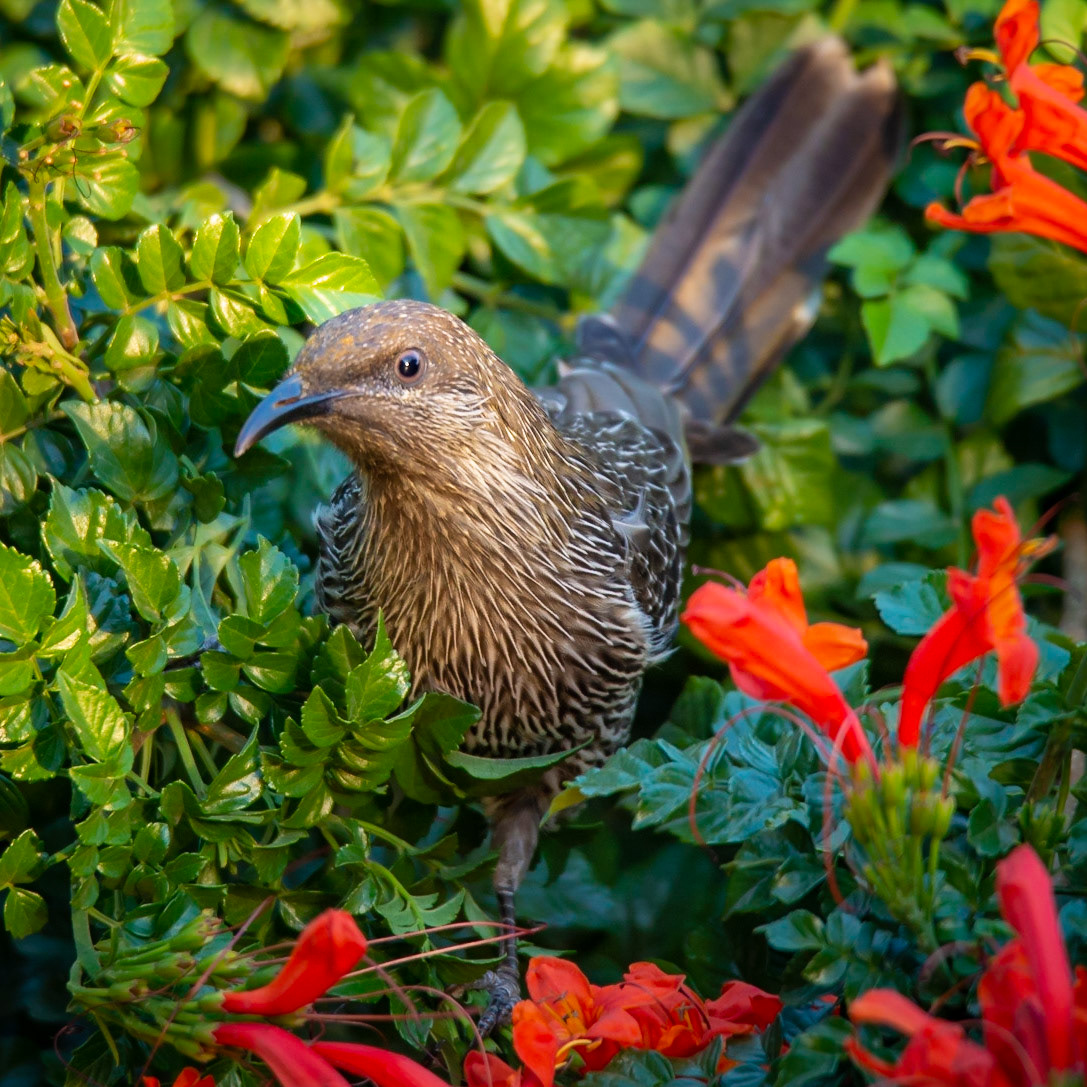 Little Wattlebird - Yarraville, Victoria