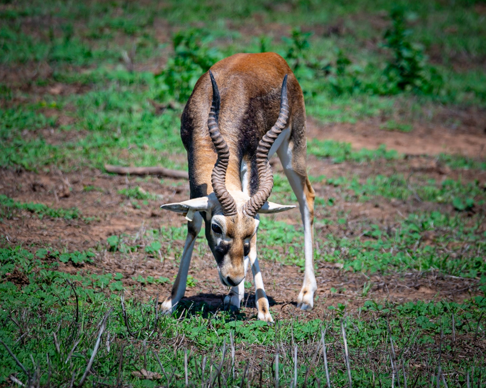 Black Buck - Weribee Open Range Zoo