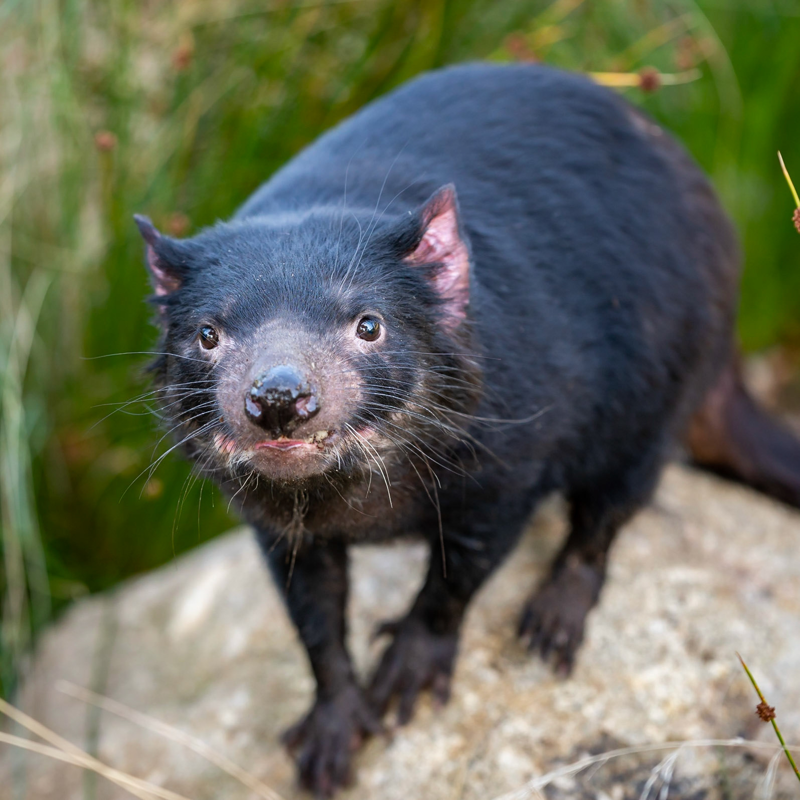 Tasmanian Devil - Melbourne Zoo