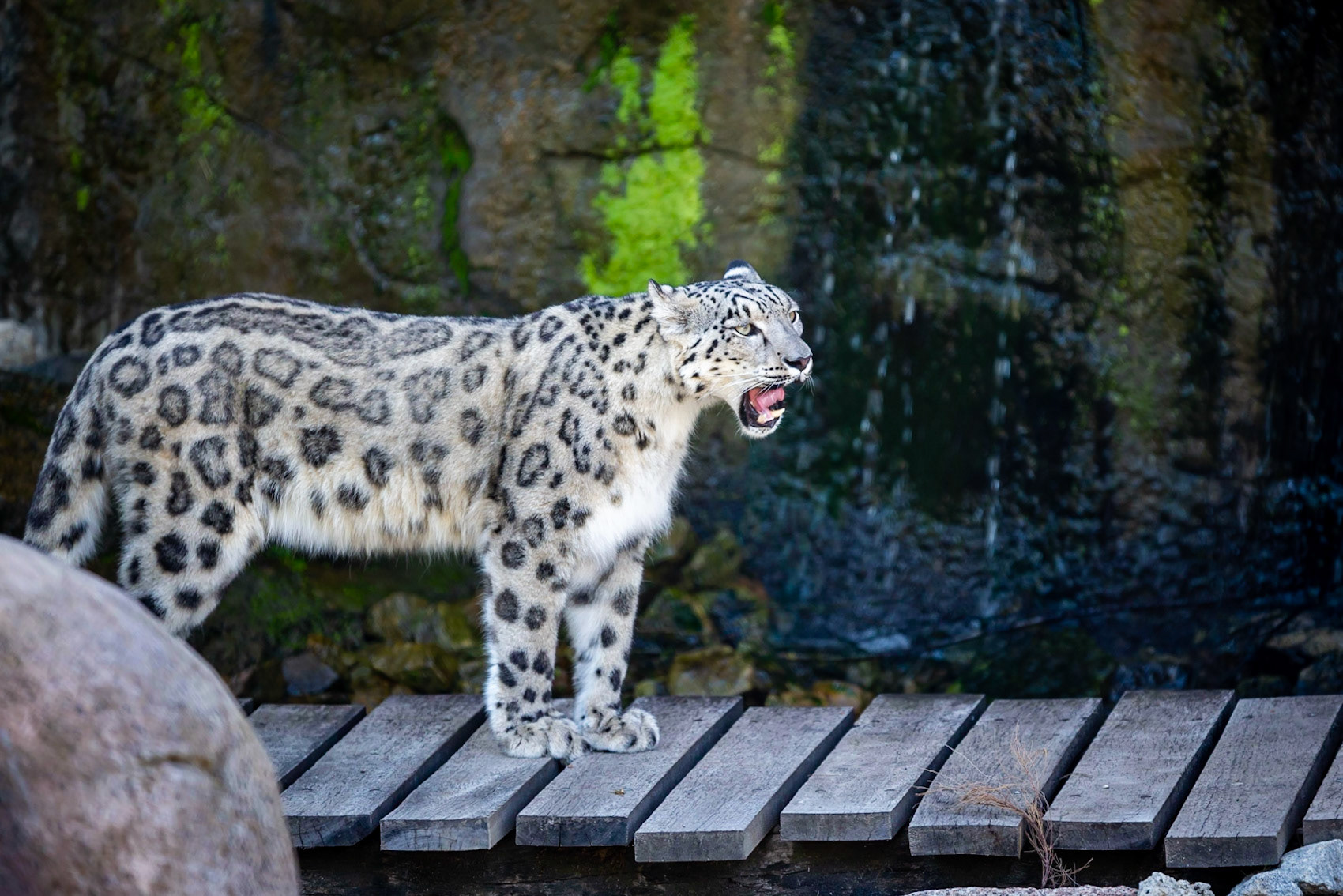 Snow Leopard - Melbourne Zoo