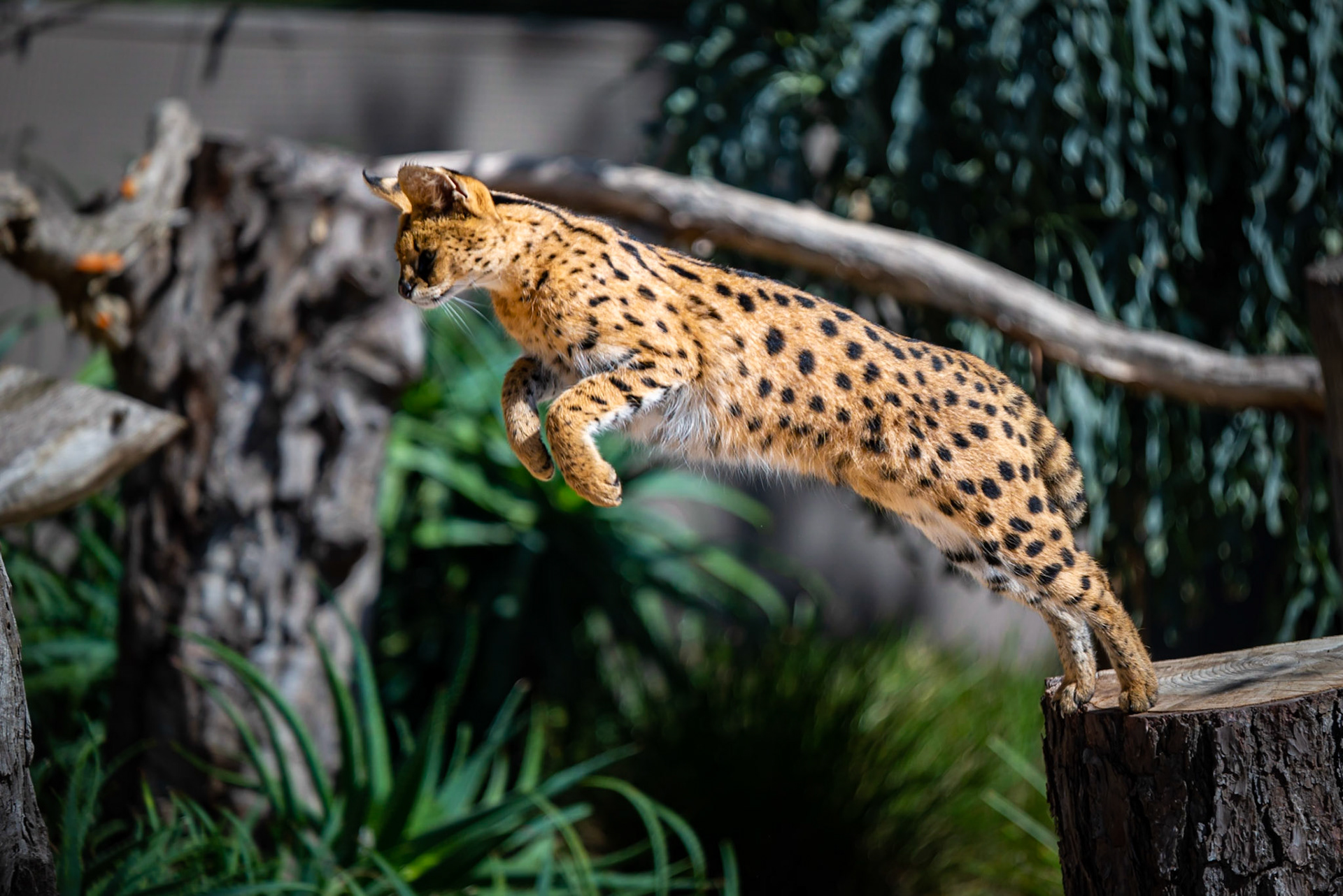 Serval - Weribee Open Range Zoo