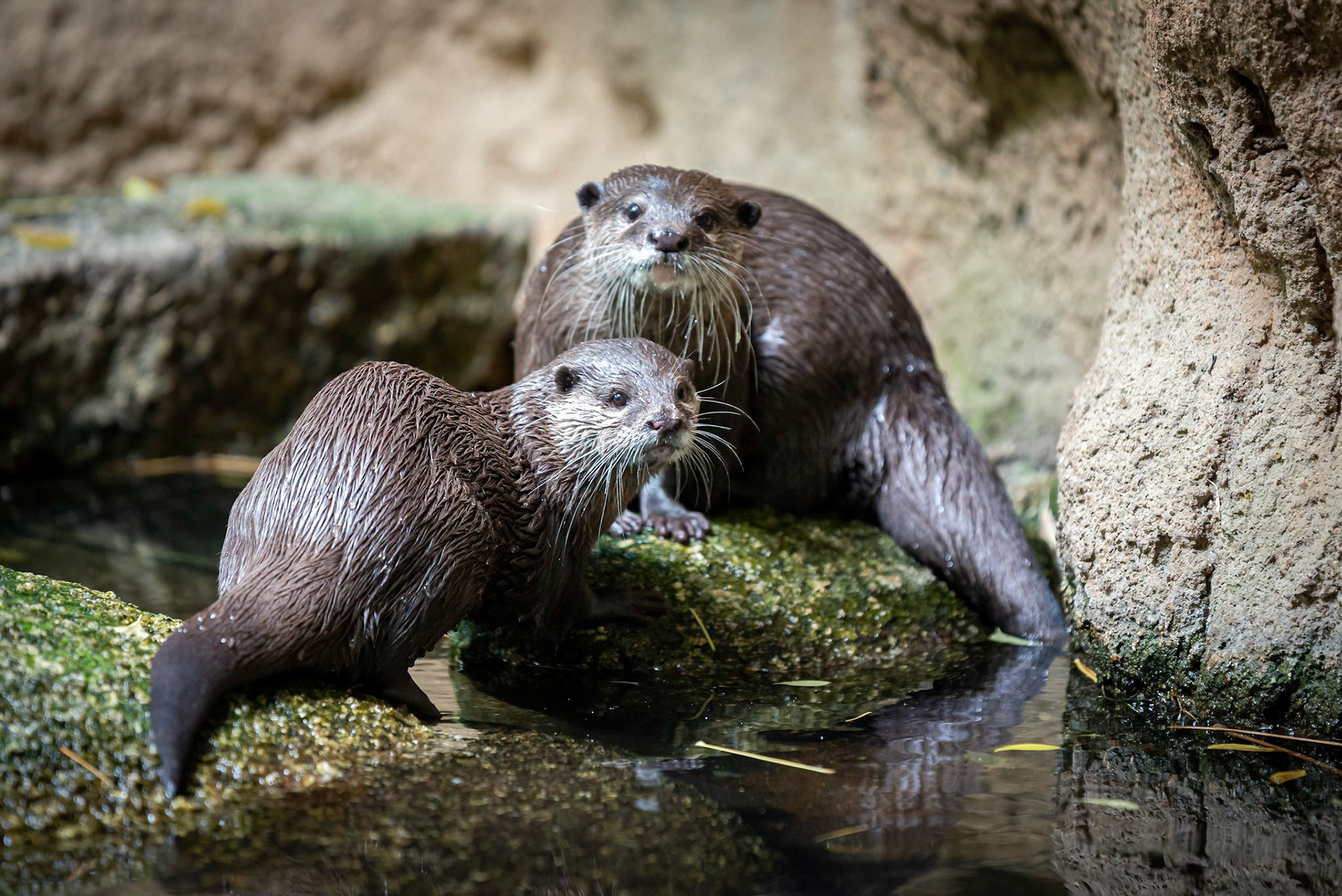 Asian Small-clawed Otter - Melbourne Zoo