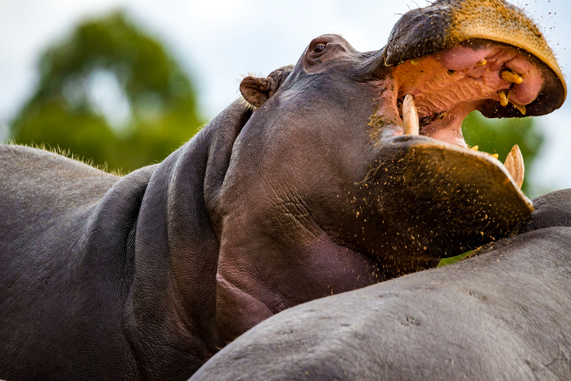 Hippopotomous - Werribee Open Range Zoo