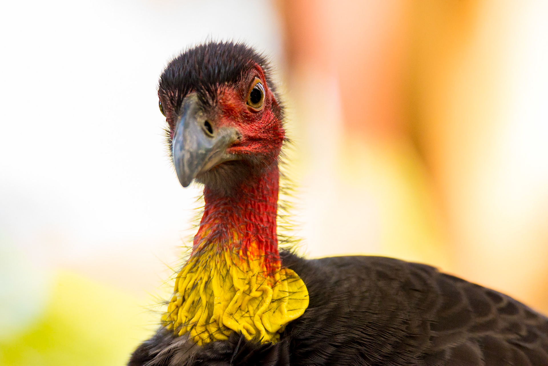 Australian Brush Turkey - Taronga Zoo Sydney