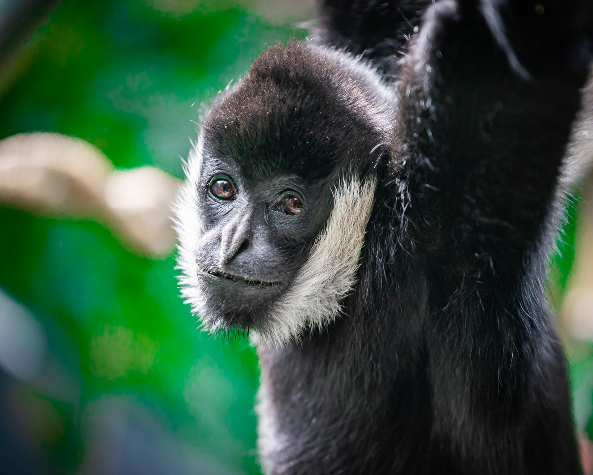 White Cheeked Gibbon - Melbourne Zoo