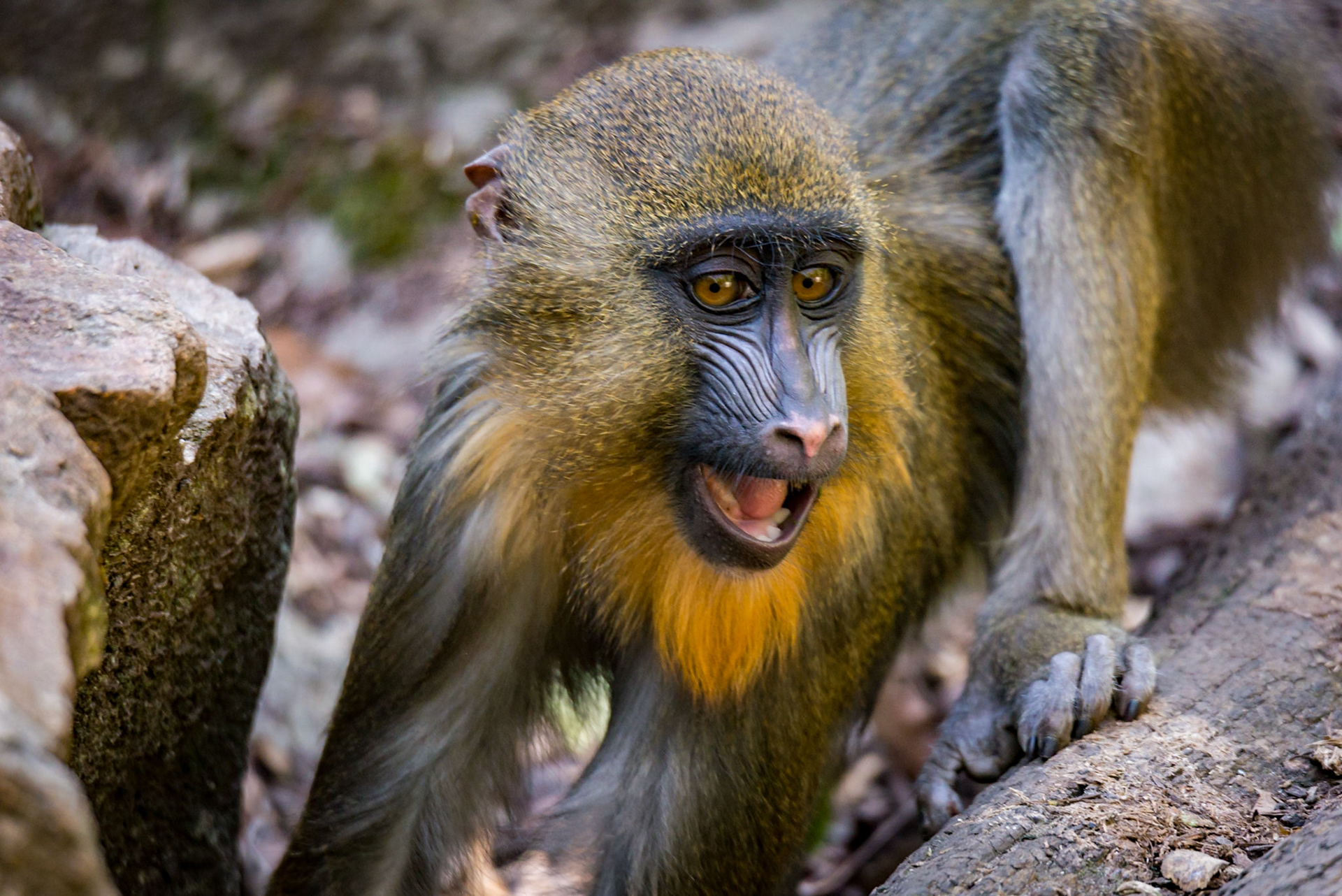 Mandrill - Adelaide Zoo