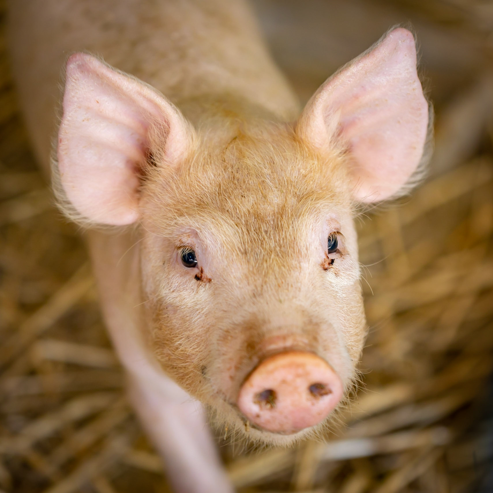 Pig - Billabong Ranch, Echuca, Victoria