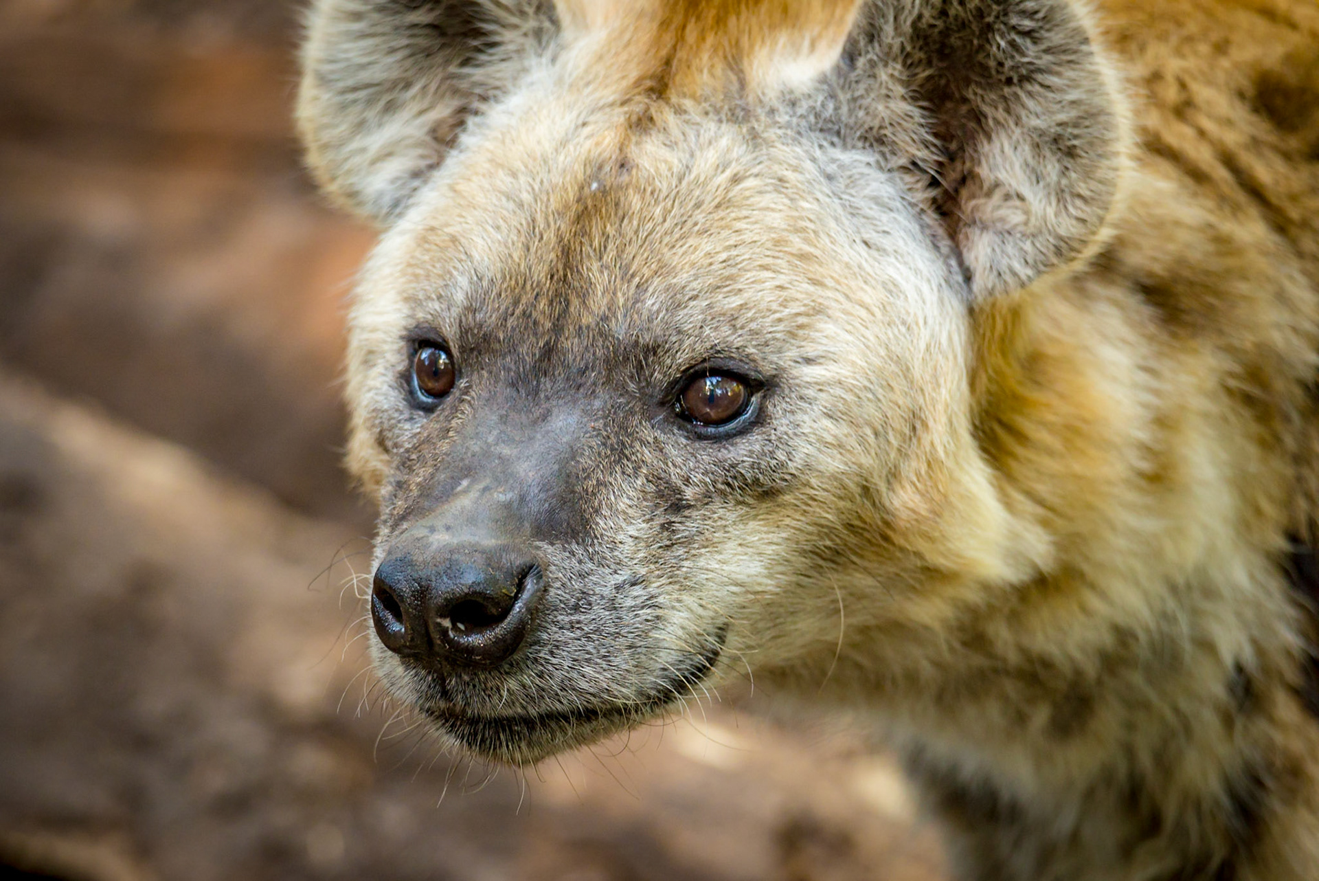 Spotted Hyena - Adelaide Zoo