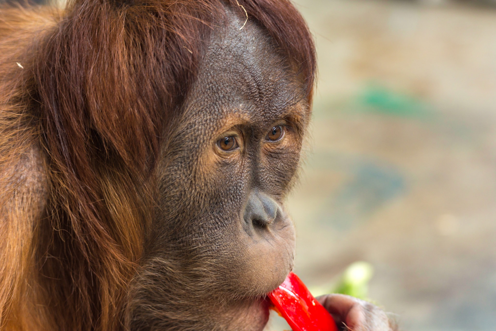 Sumatran Orang-utan - Melbourne Zoo
