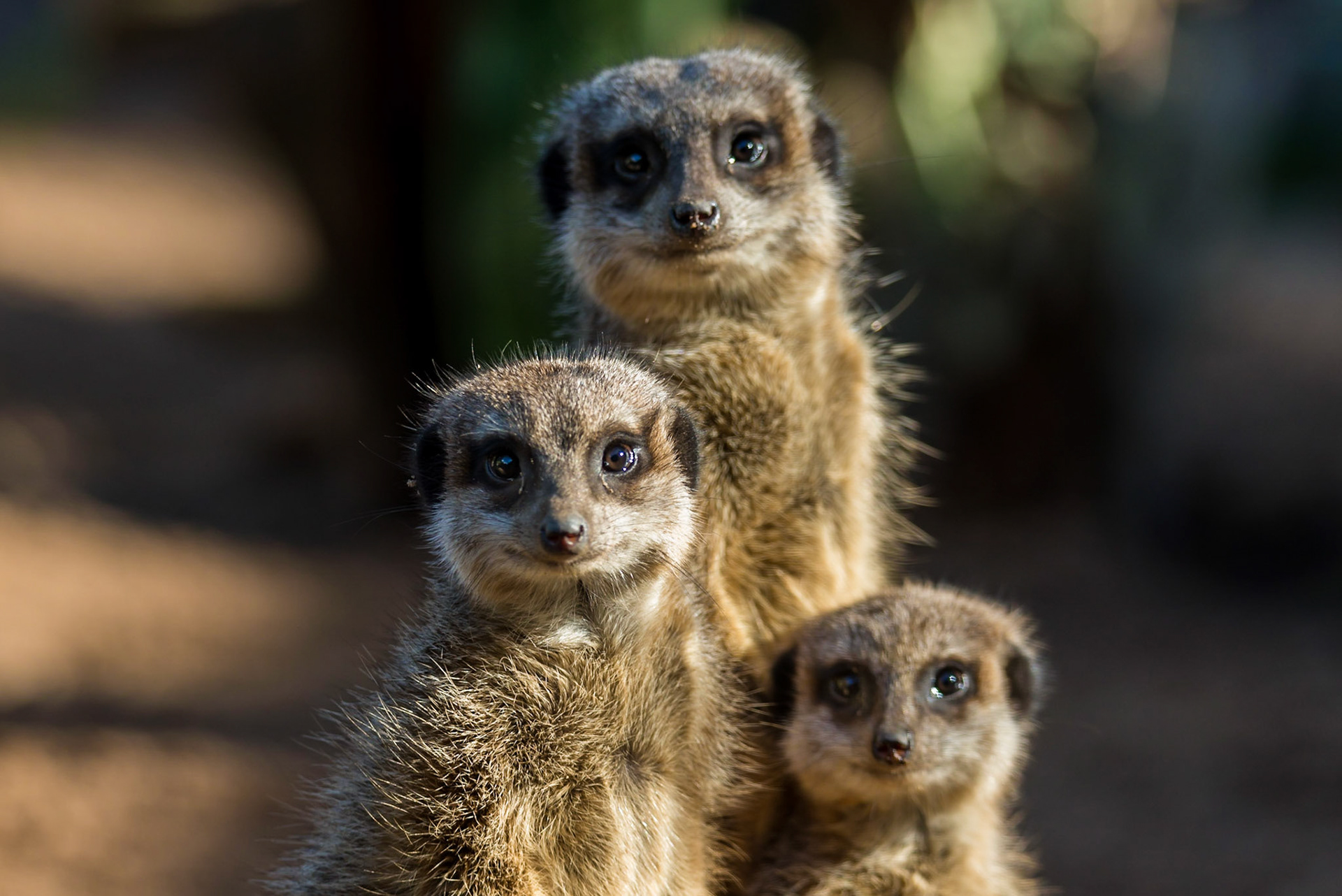 Meerkat - Taronga Zoo Sydney