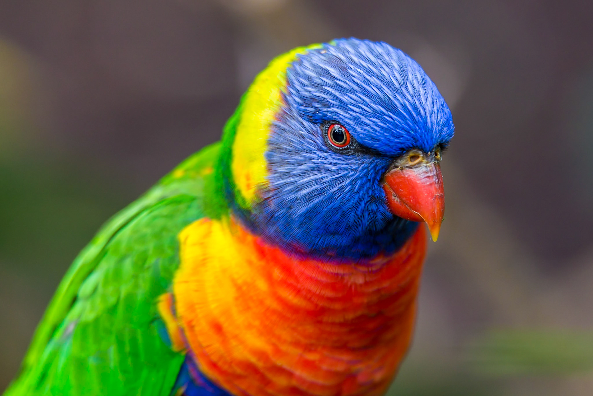 Rainbow Lorikeet - Healsville Sanctuary