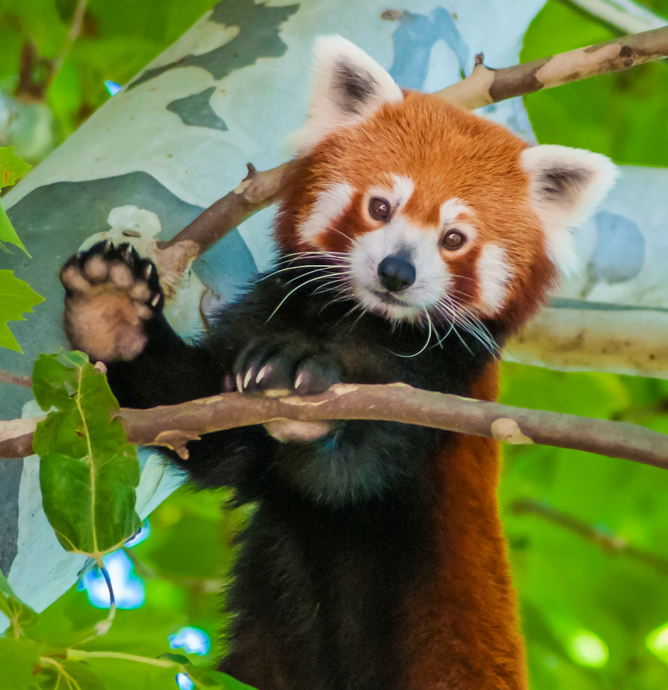 Red Panda - Melbourne Zoo