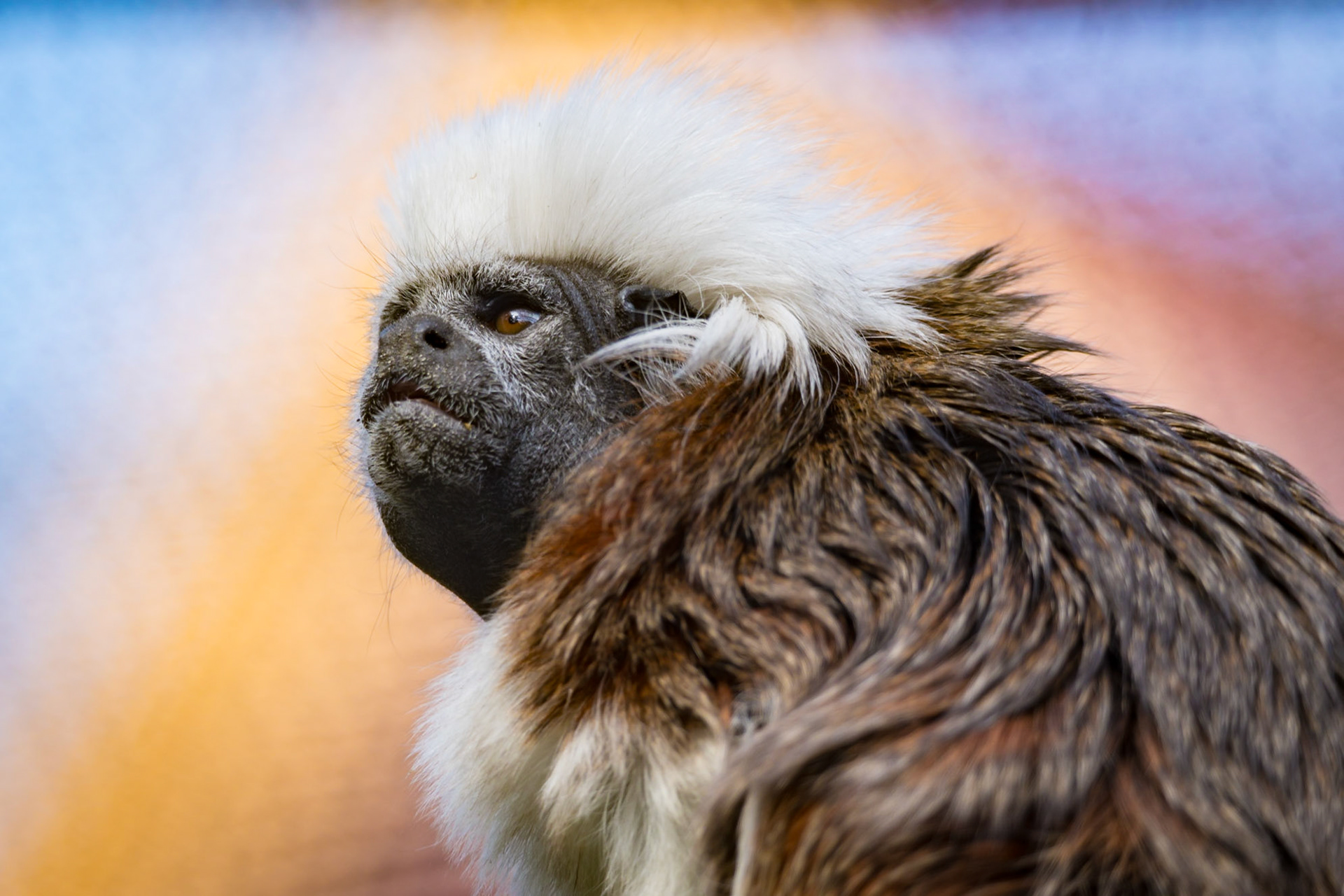 Cotton-top Tamarin - Adelaide Zoo